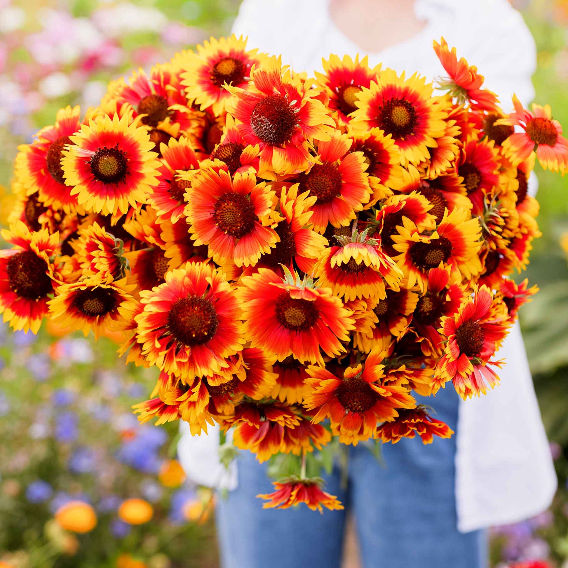 saving blanket flower seeds Bulk Blanket Flower Seeds
