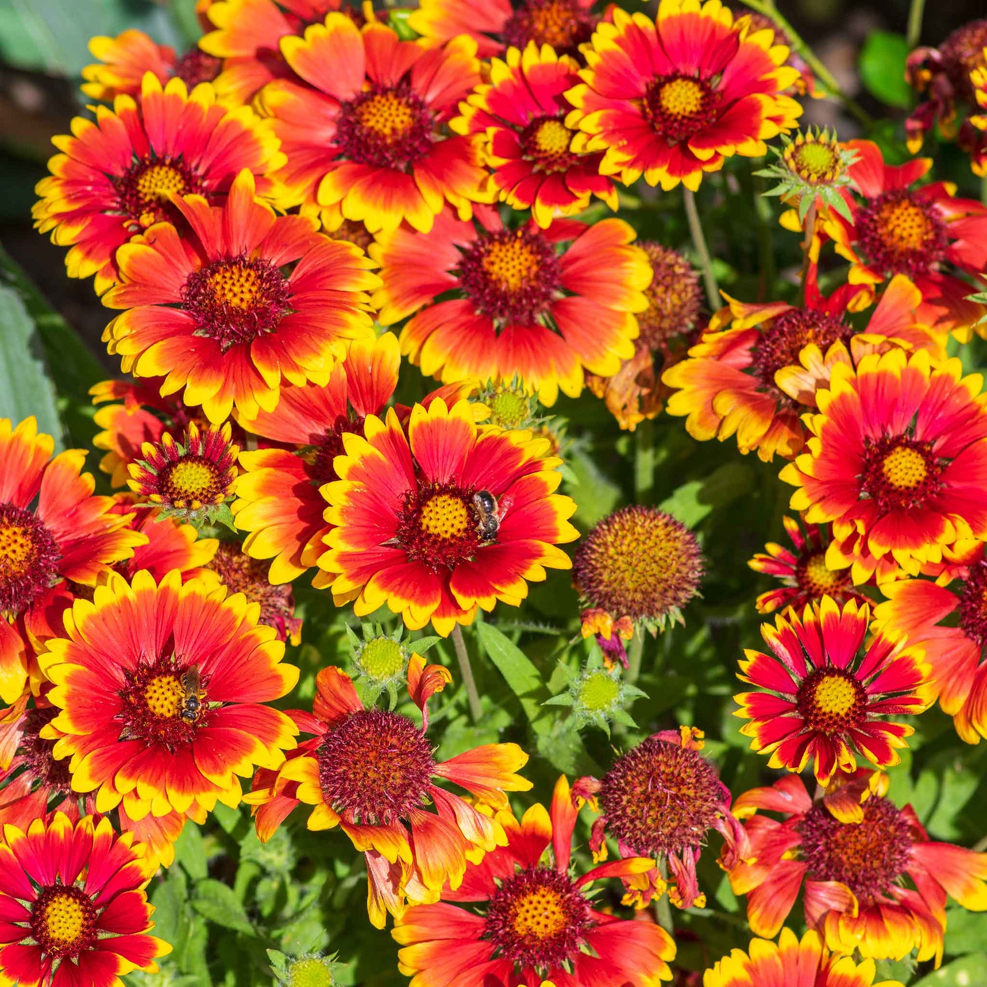 wildflower seed blanket Bulk Blanket Flower Seeds