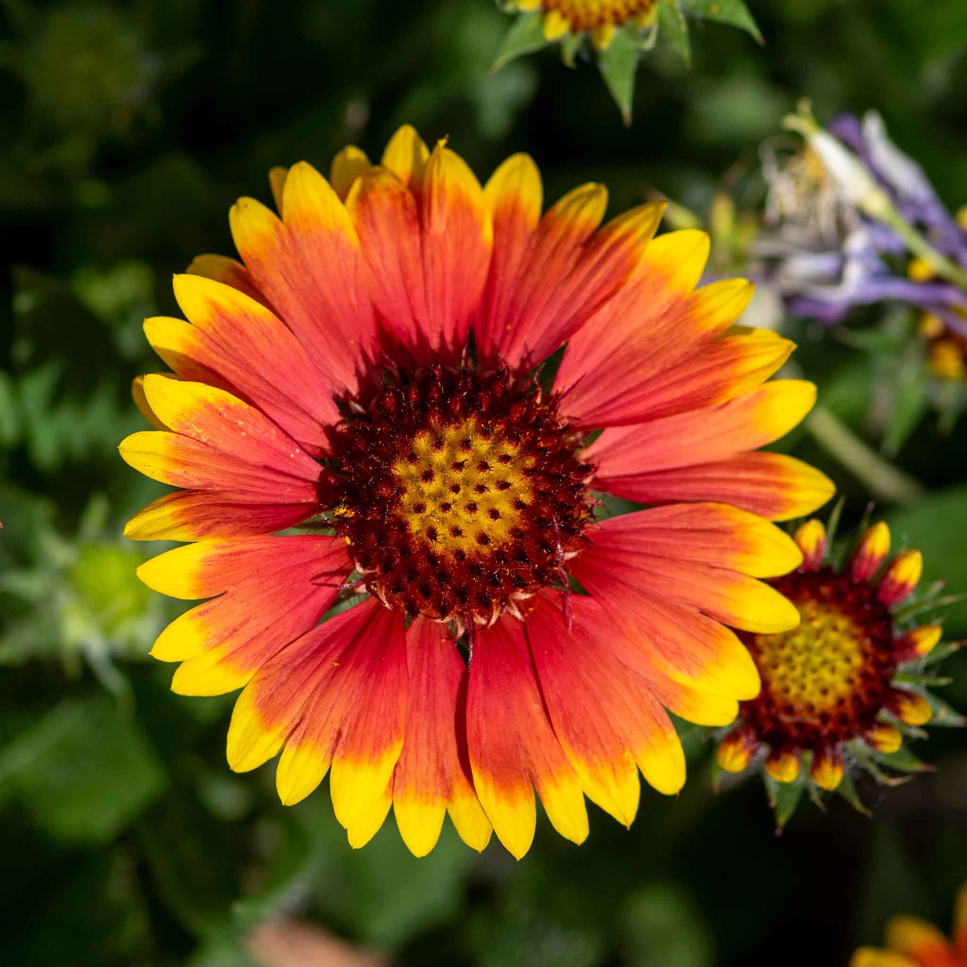 buy flower seeds in bulk Bulk Blanket Flower Seeds