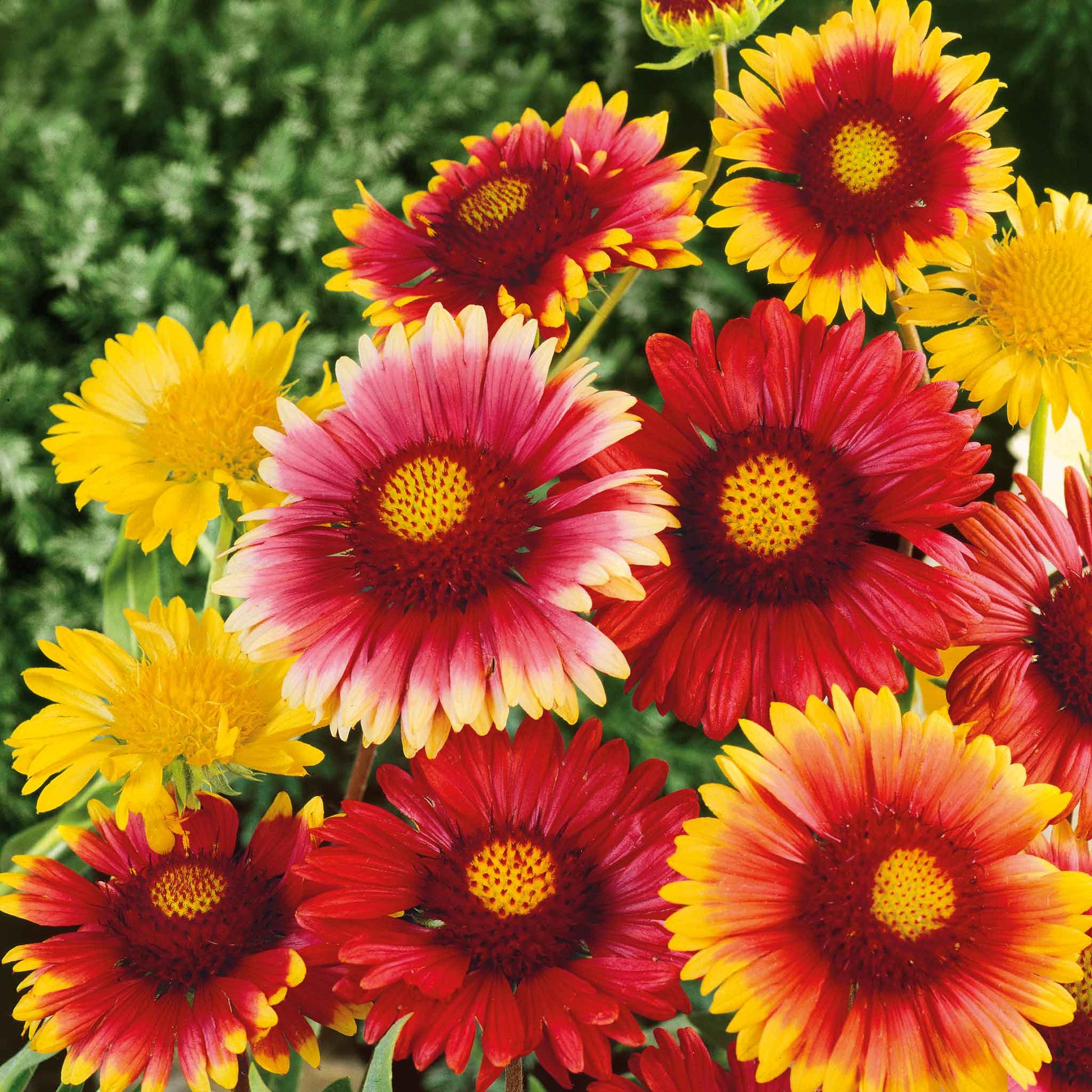 blanket flower seeds for sale Bulk Blanket Flower Seeds