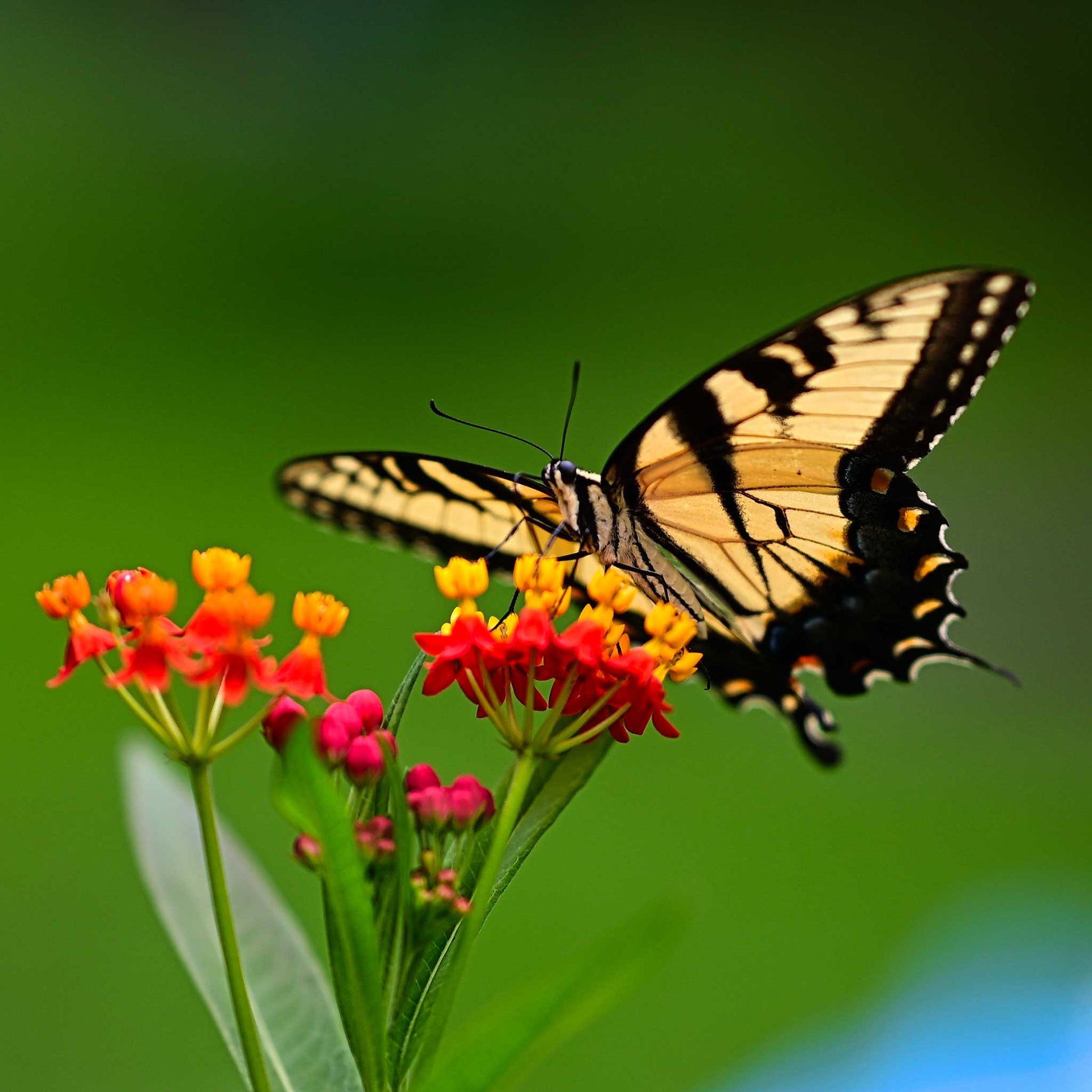 swallowtail flower seeds Bulk Bloodflower / Sunset Flower Seeds Packet