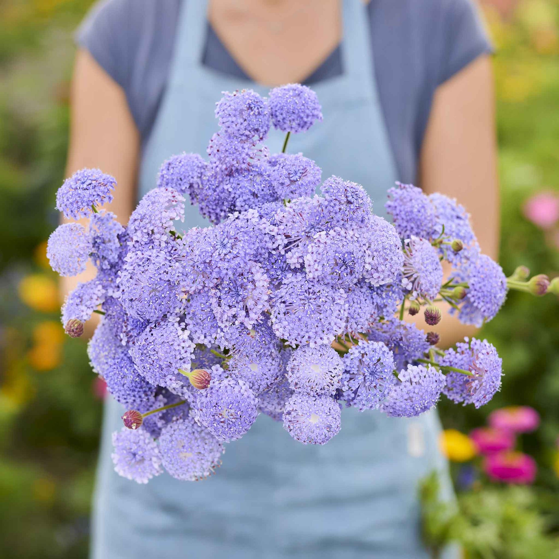 bulk lavender plants for sale Bulk Blue Lace Flower Seeds - Lavender Blue