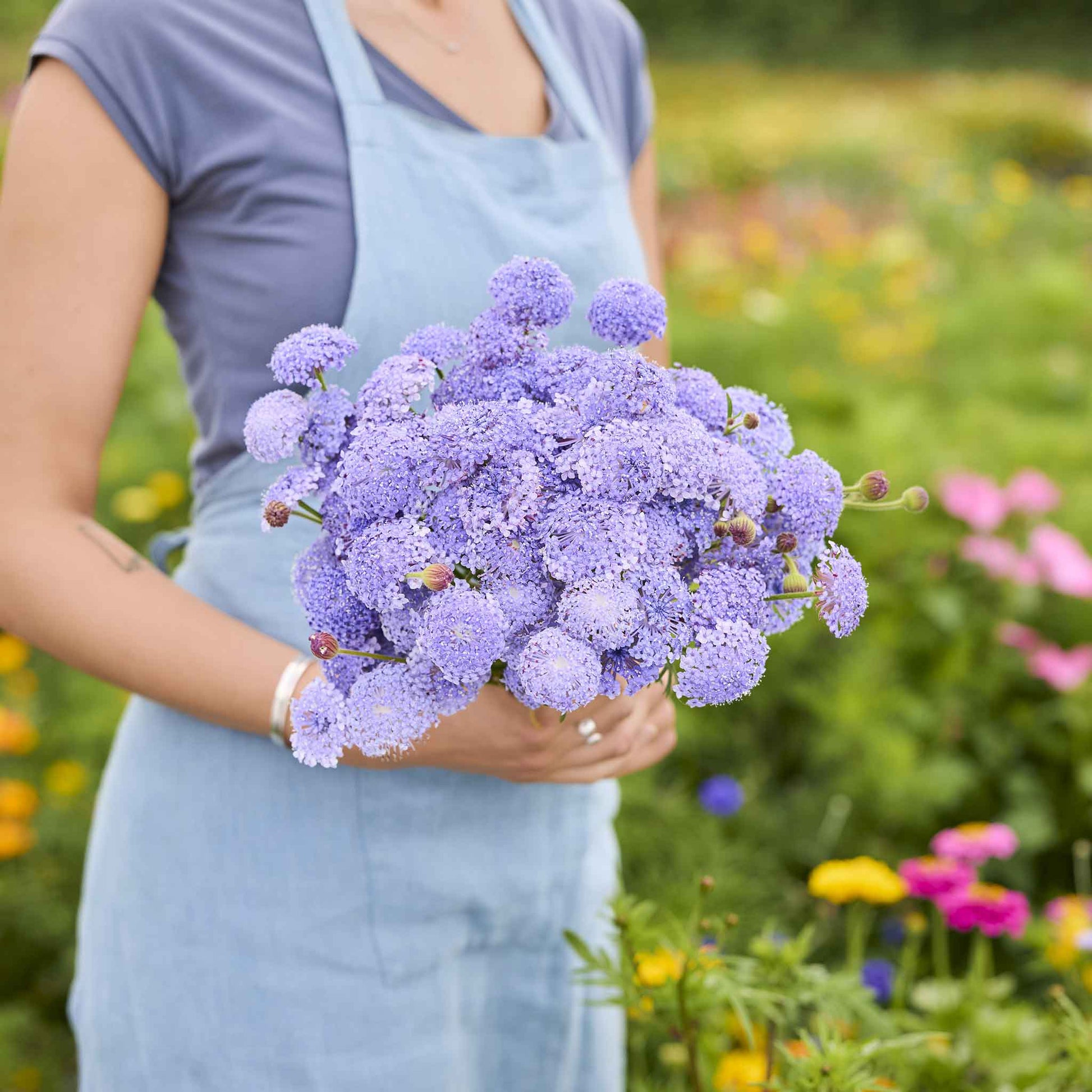 buy bulk flower seeds Bulk Blue Lace Flower Seeds - Lavender Blue