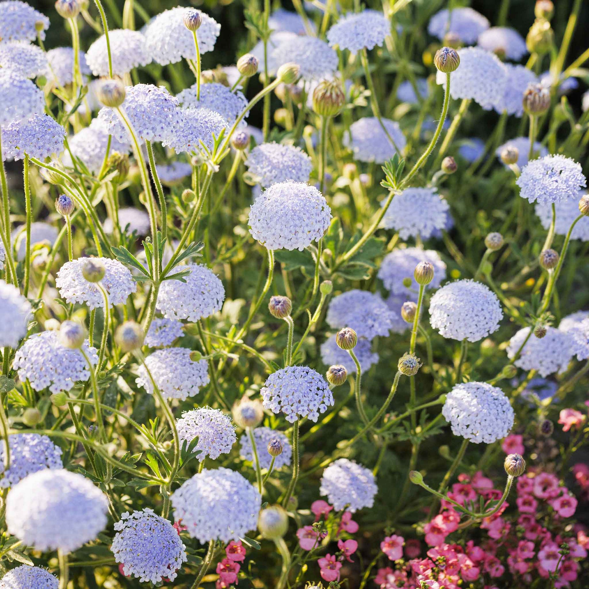 lavender lace flower Bulk Blue Lace Flower Seeds - Lavender Blue