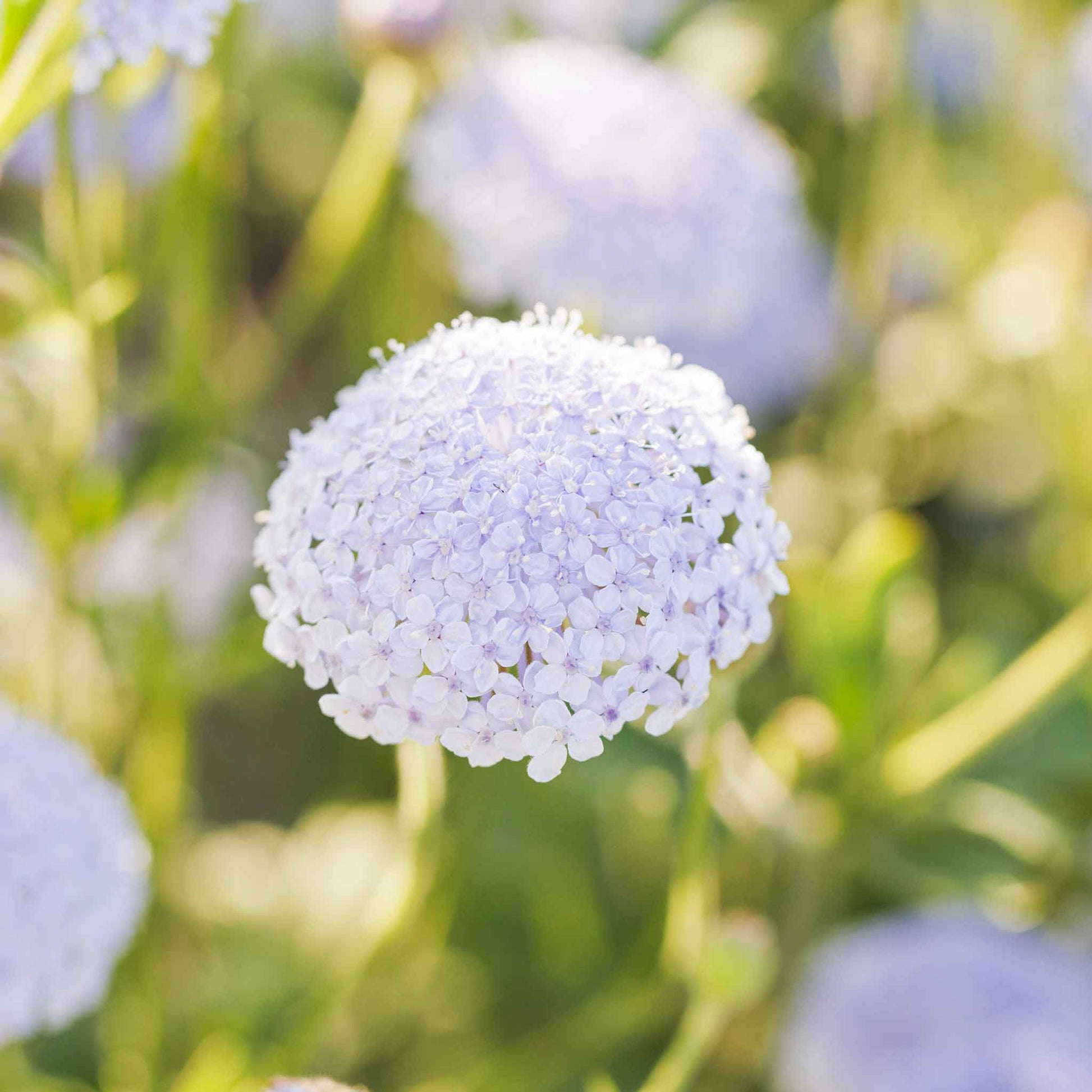 white flower lavender Bulk Blue Lace Flower Seeds - Lavender Blue