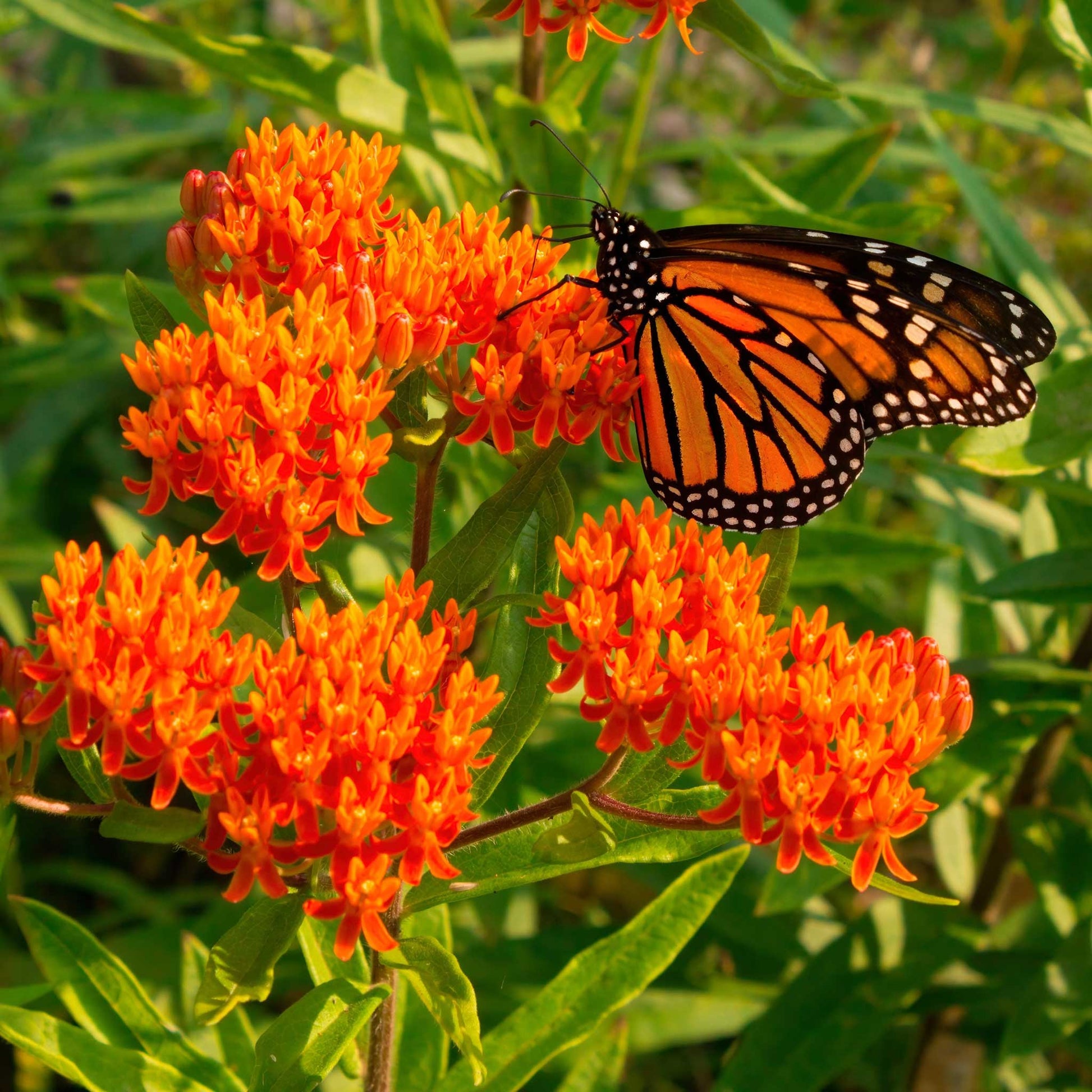 butterfly plant seeds for sale Bulk Butterfly Milkweed Seeds 1/4 Pound