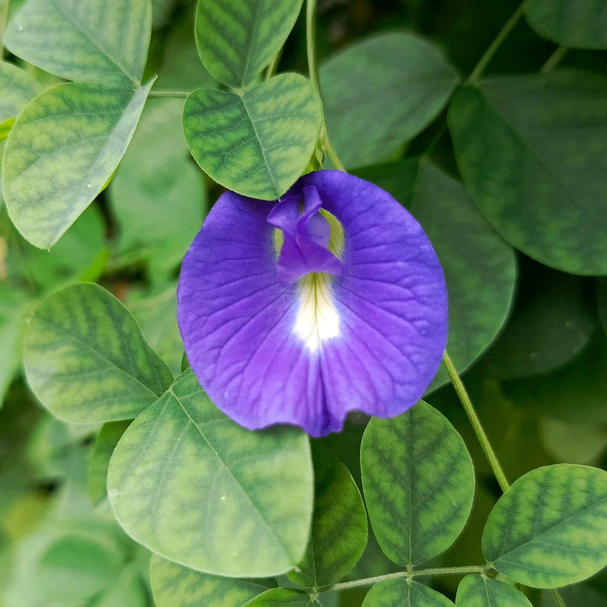 blue butterfly pea flower seeds Bulk Butterfly Pea Seeds - Blue | Flower Seeds