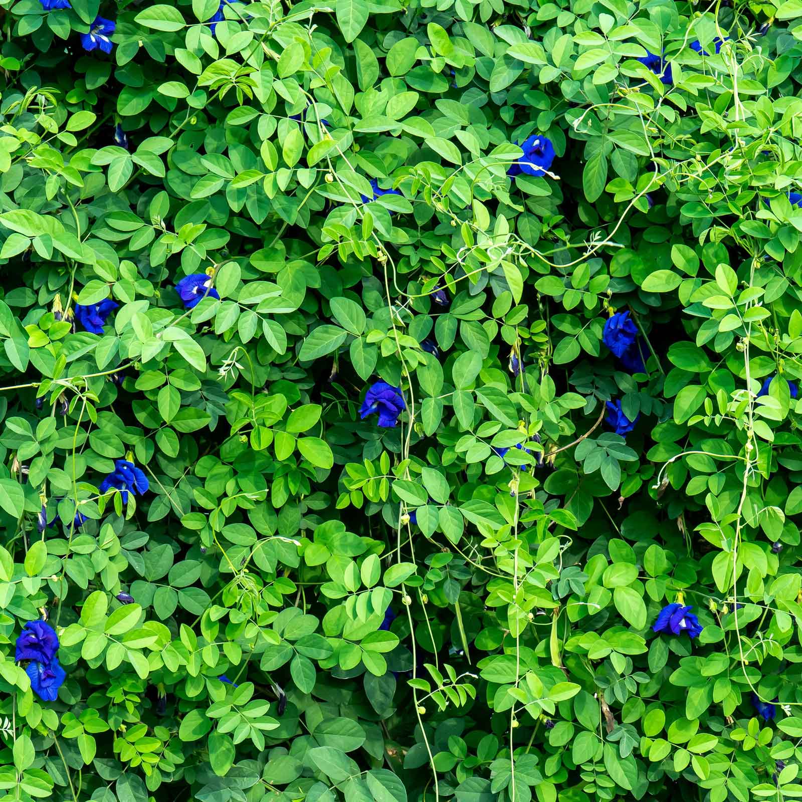where to buy butterfly pea flower seeds Bulk Butterfly Pea Seeds - Blue | Flower Seeds