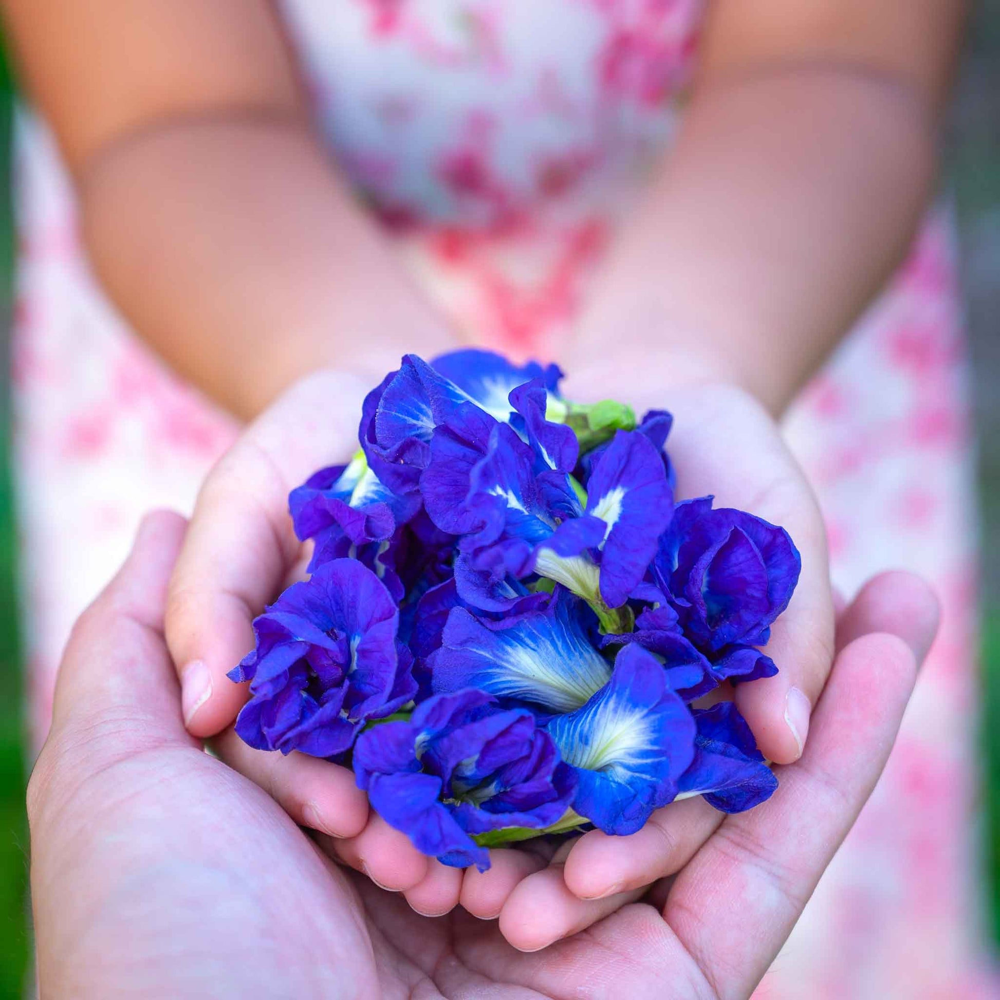 blue butterfly pea flower seeds for sale Bulk Butterfly Pea Seeds - Blue | Flower Seeds
