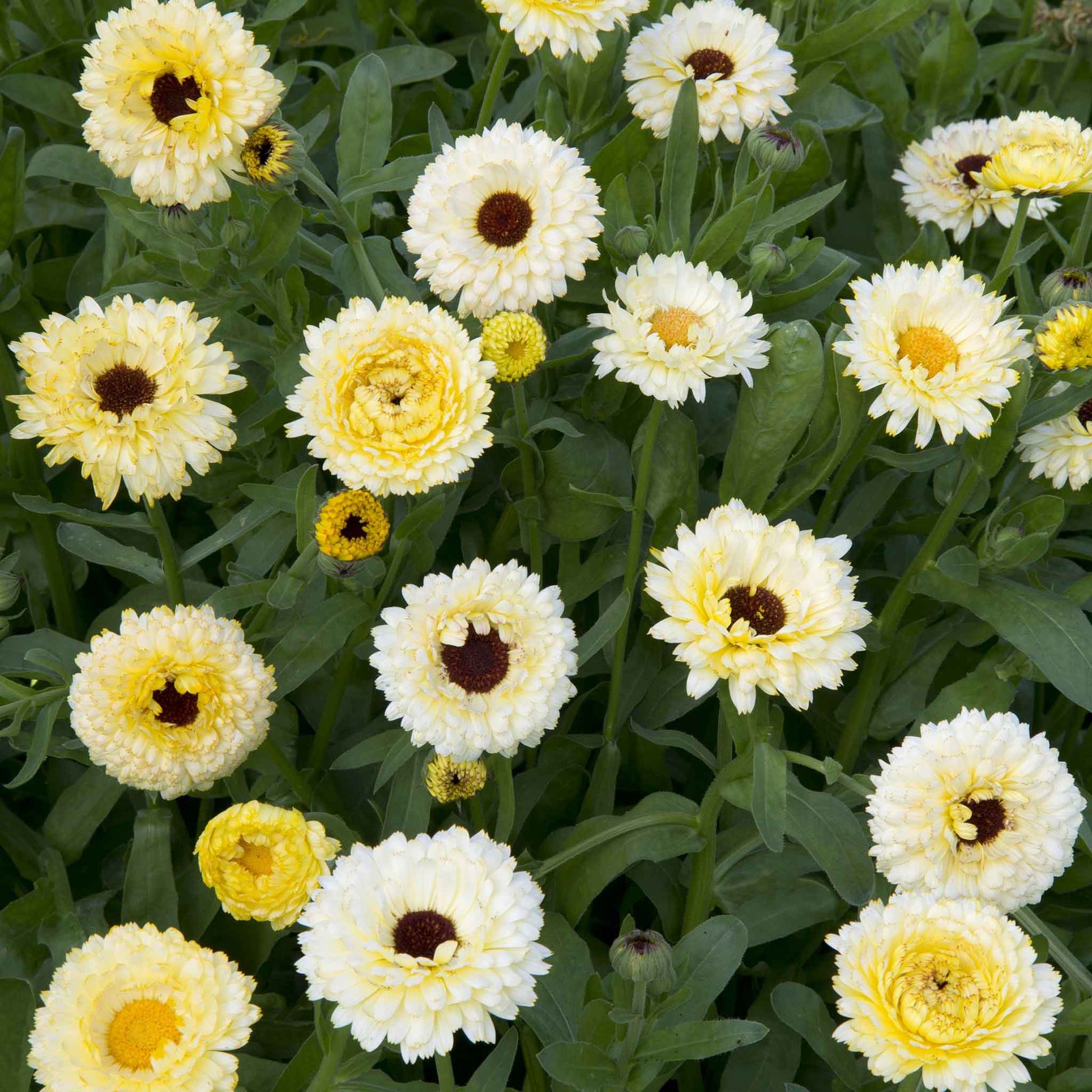 calendula ivory princess