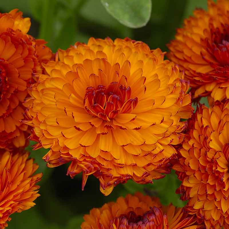 calendula neon
