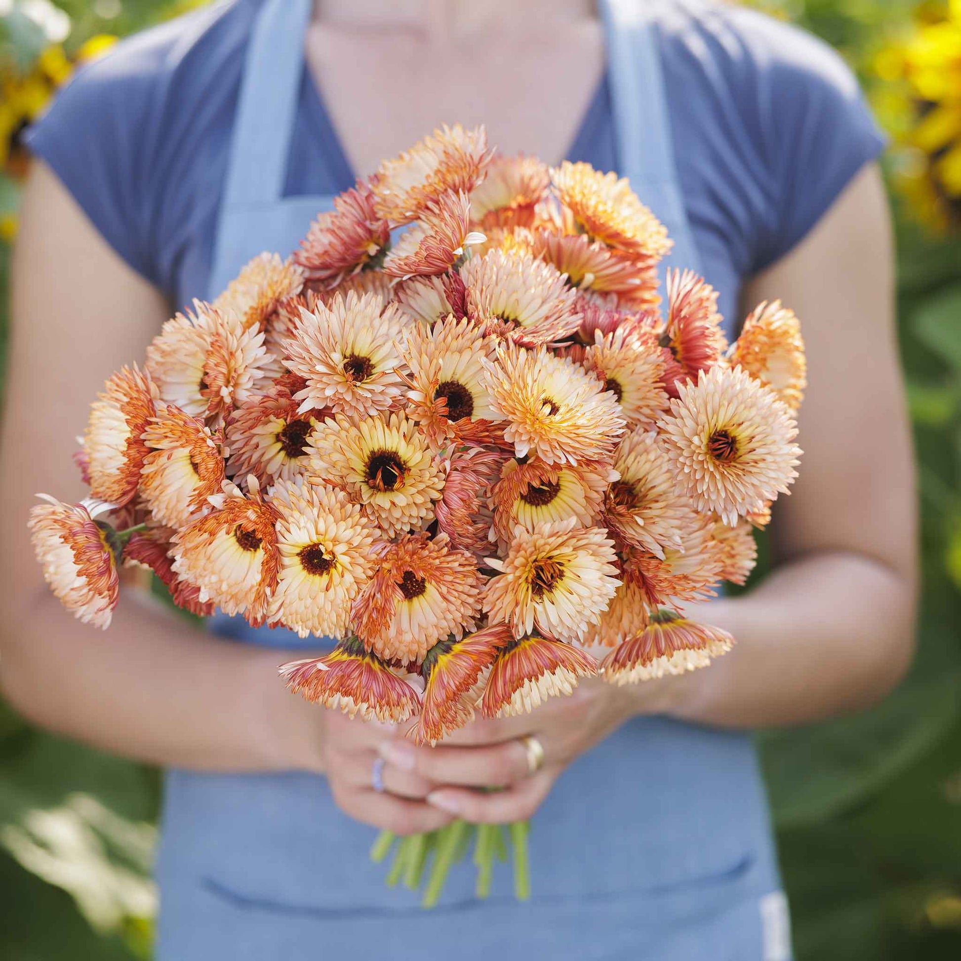 calendula orange flash