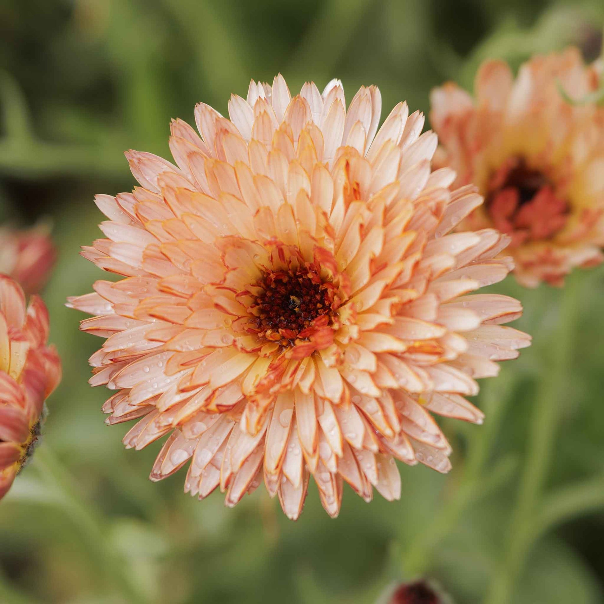 calendula orange flash