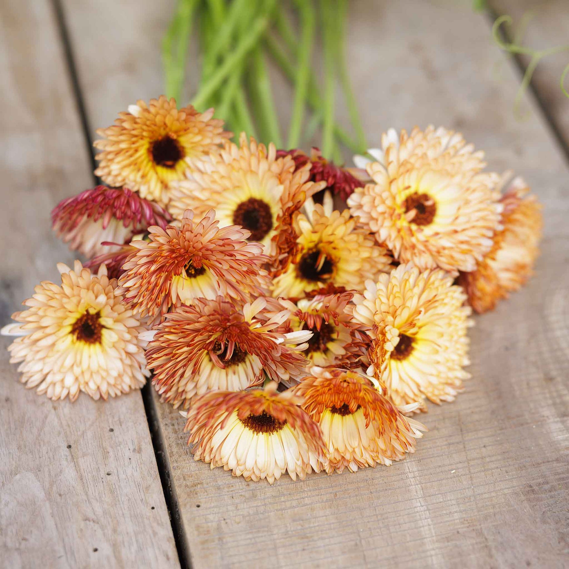 calendula orange flash