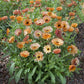 calendula orange flash