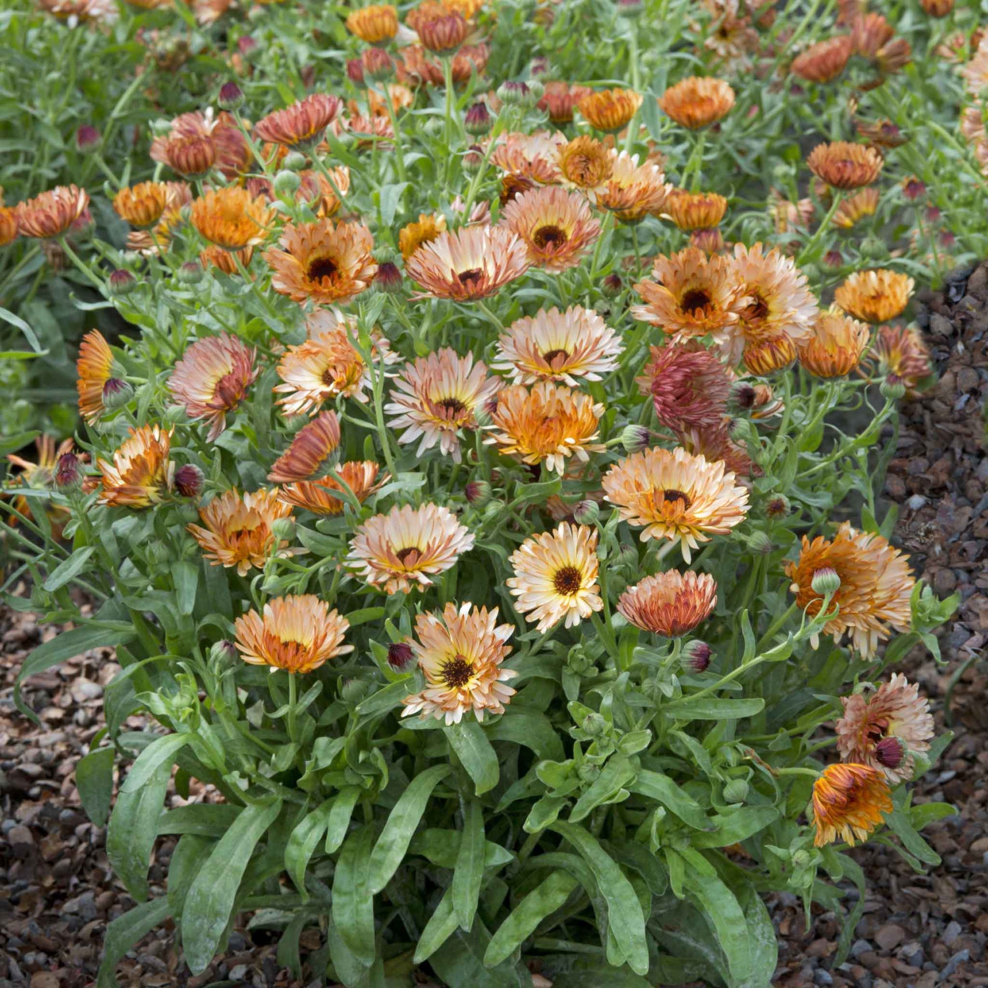calendula orange flash