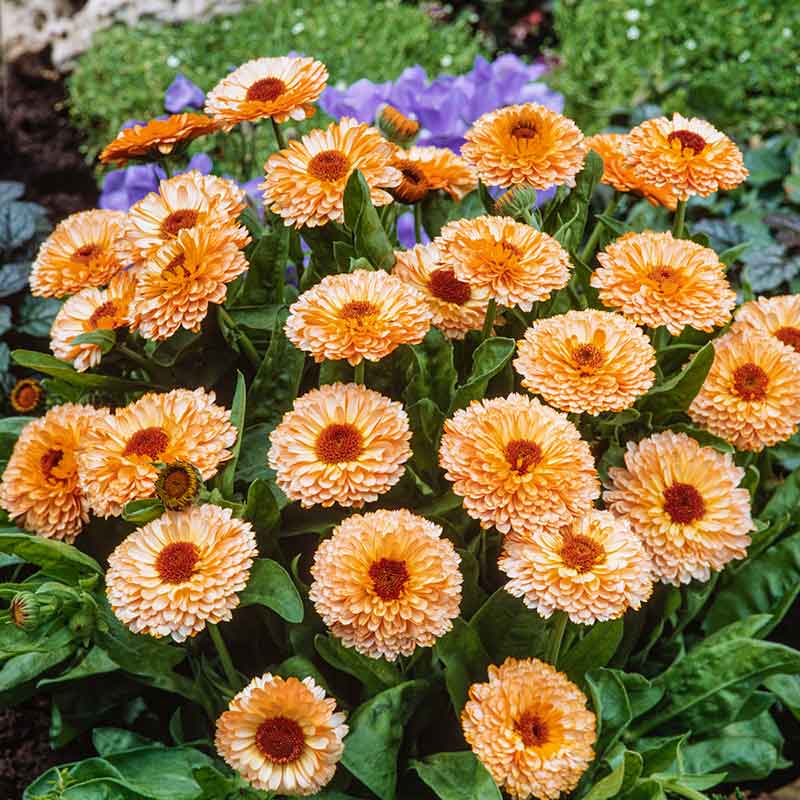 calendula potted plant Bulk Calendula Seeds - Pink Surprise