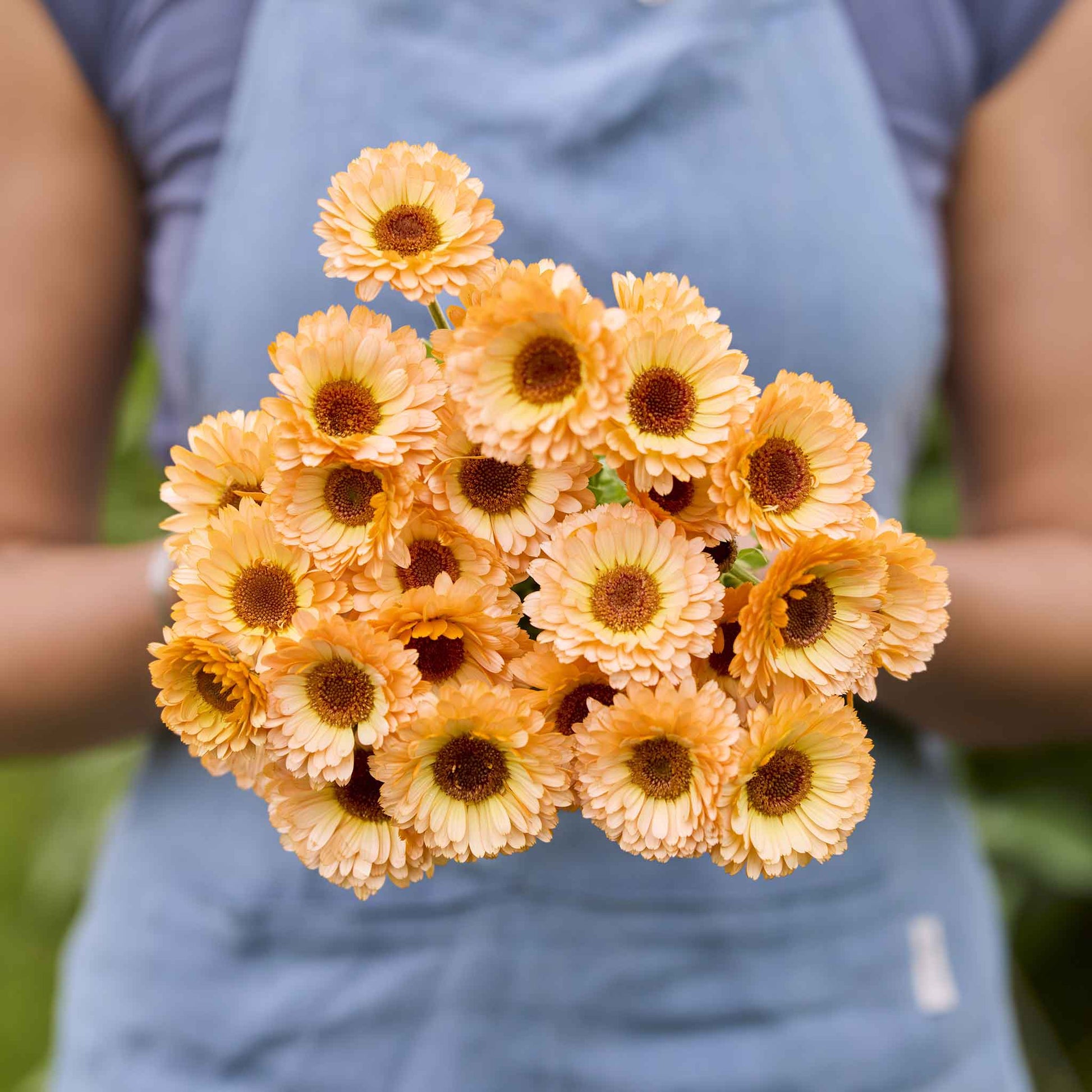 marigold calendula seeds Bulk Calendula Seeds - Pink Surprise