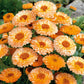 calendula pink surprise