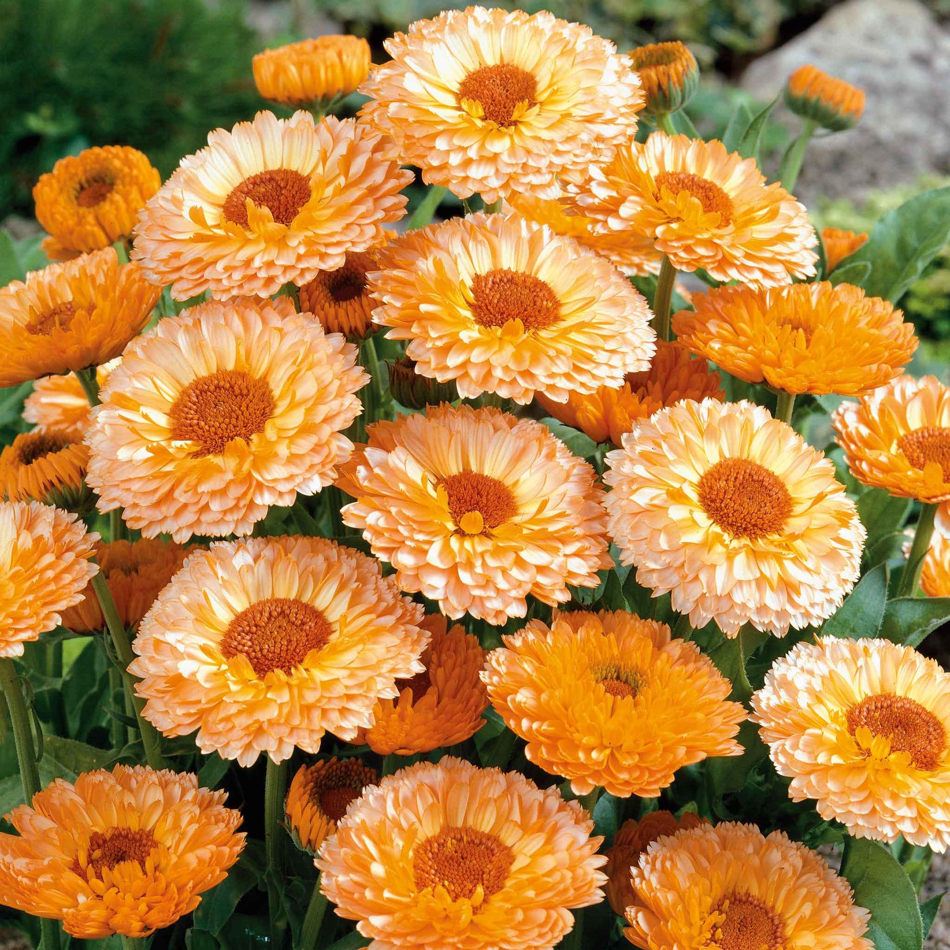 marigold calendula seeds Bulk Calendula Seeds - Pink Surprise