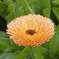 calendula pink surprise