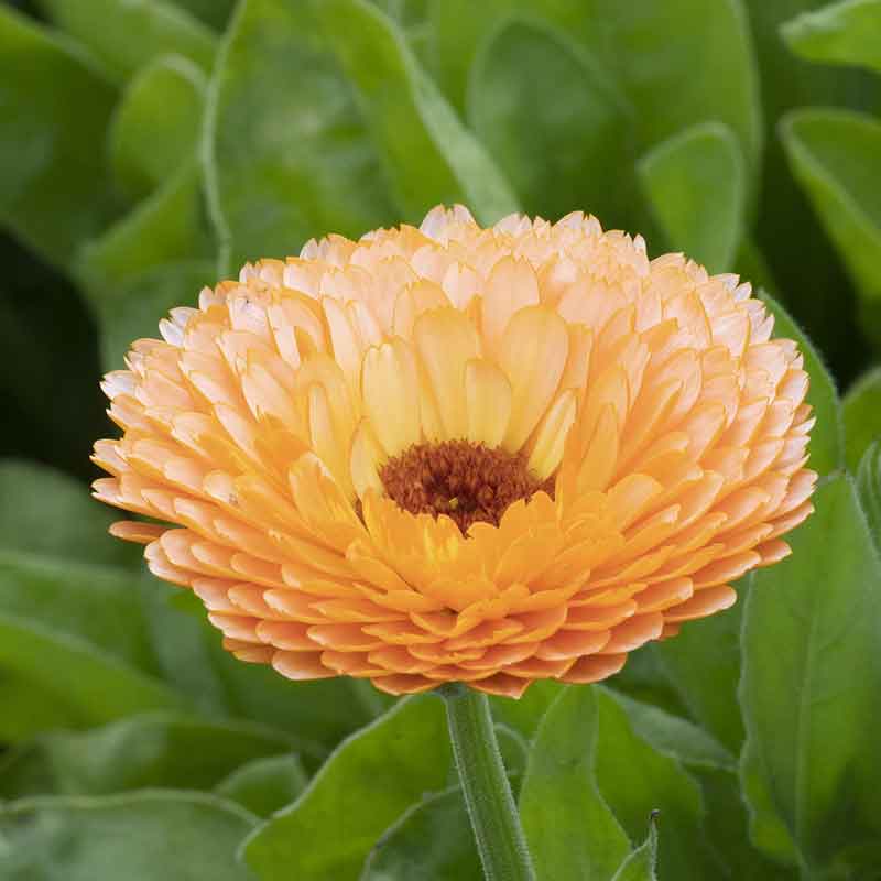 calendula pink surprise