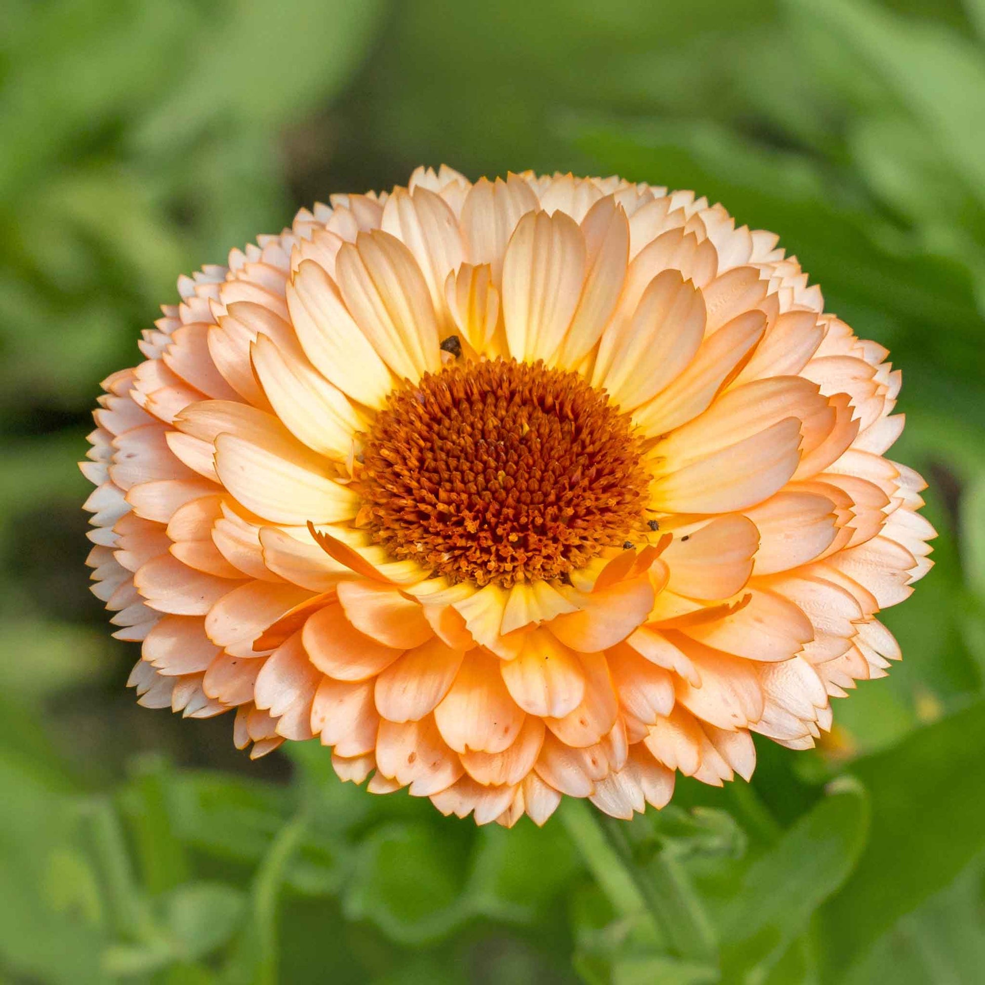 plant calendula seeds Bulk Calendula Seeds