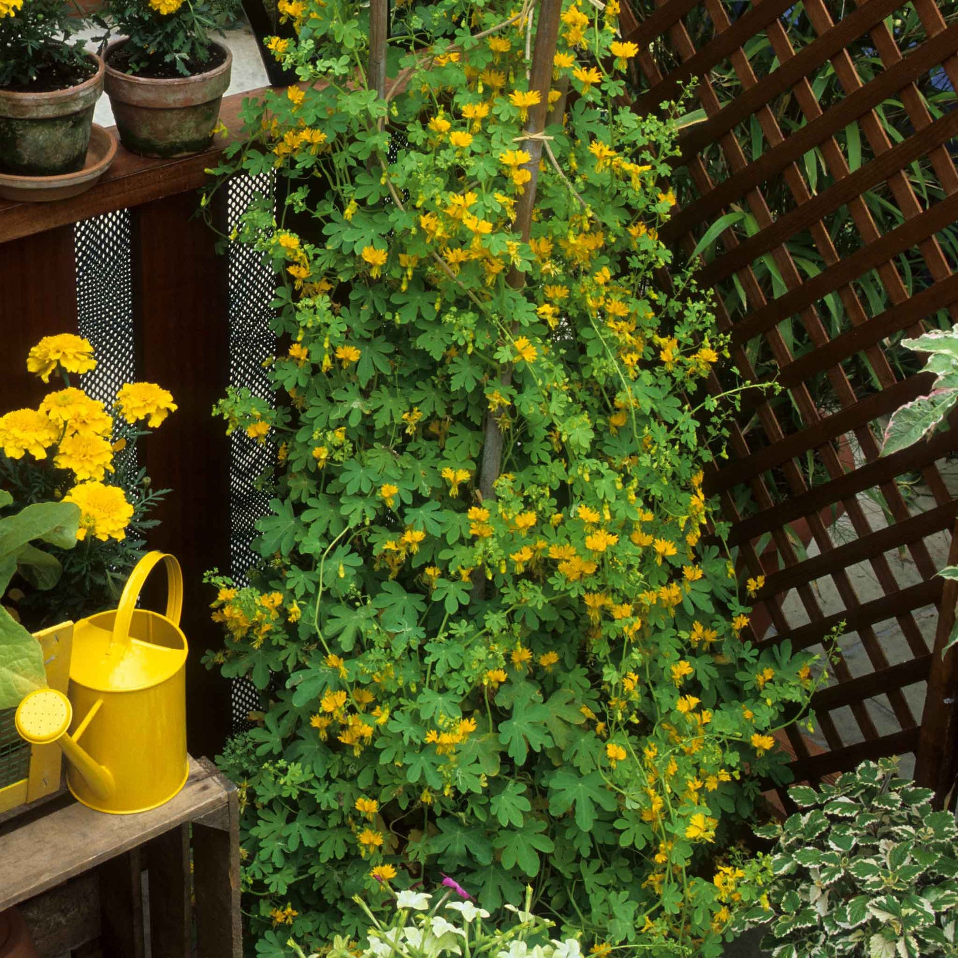 creeper plant seeds Bulk Canary Creeper Seeds