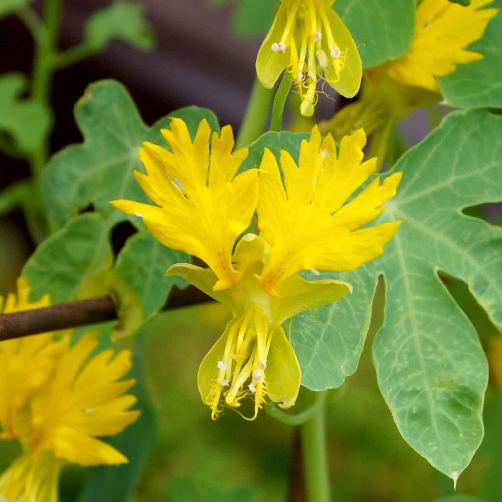creeper plant seeds Bulk Canary Creeper Seeds
