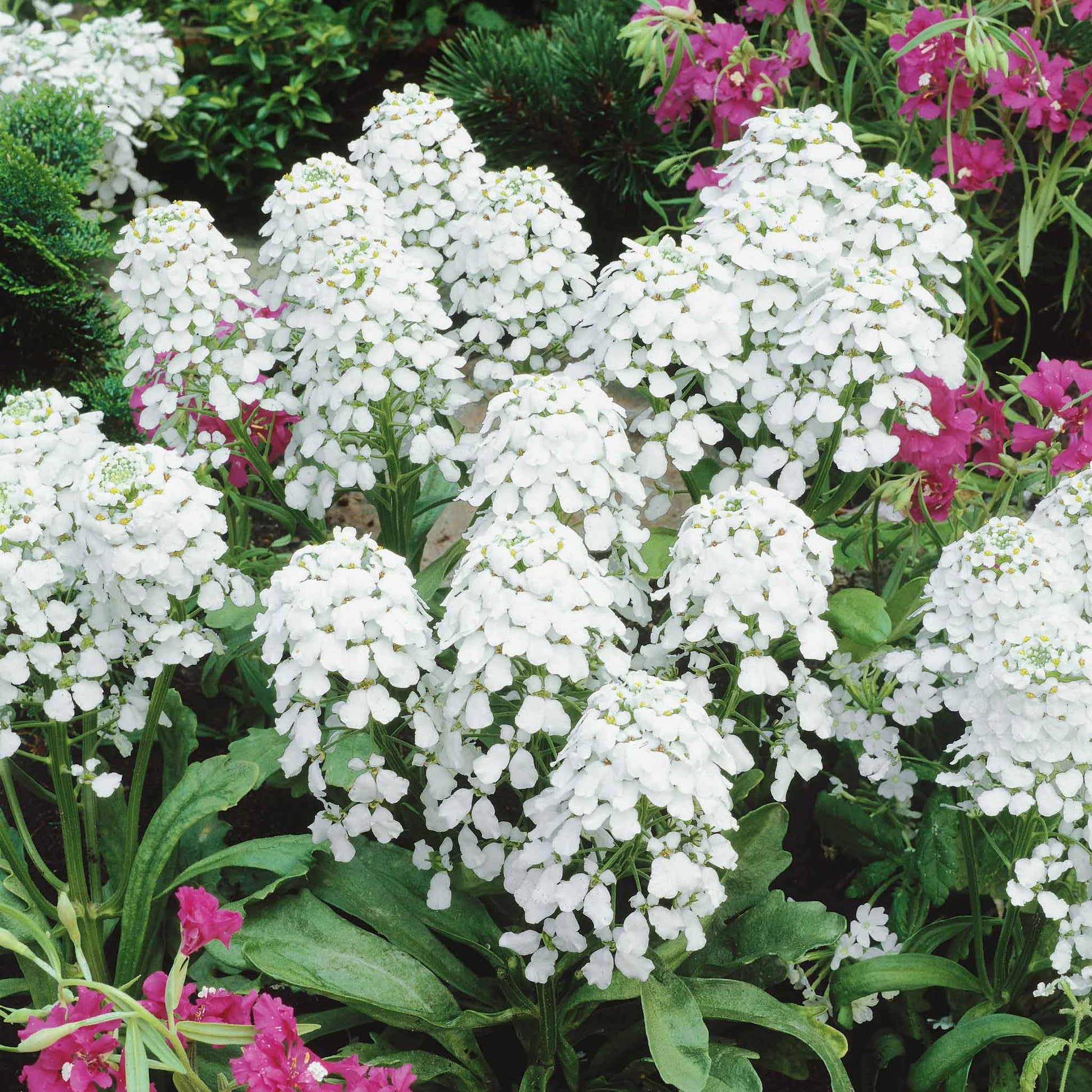 planting candytuft seeds Bulk Candytuft Seeds