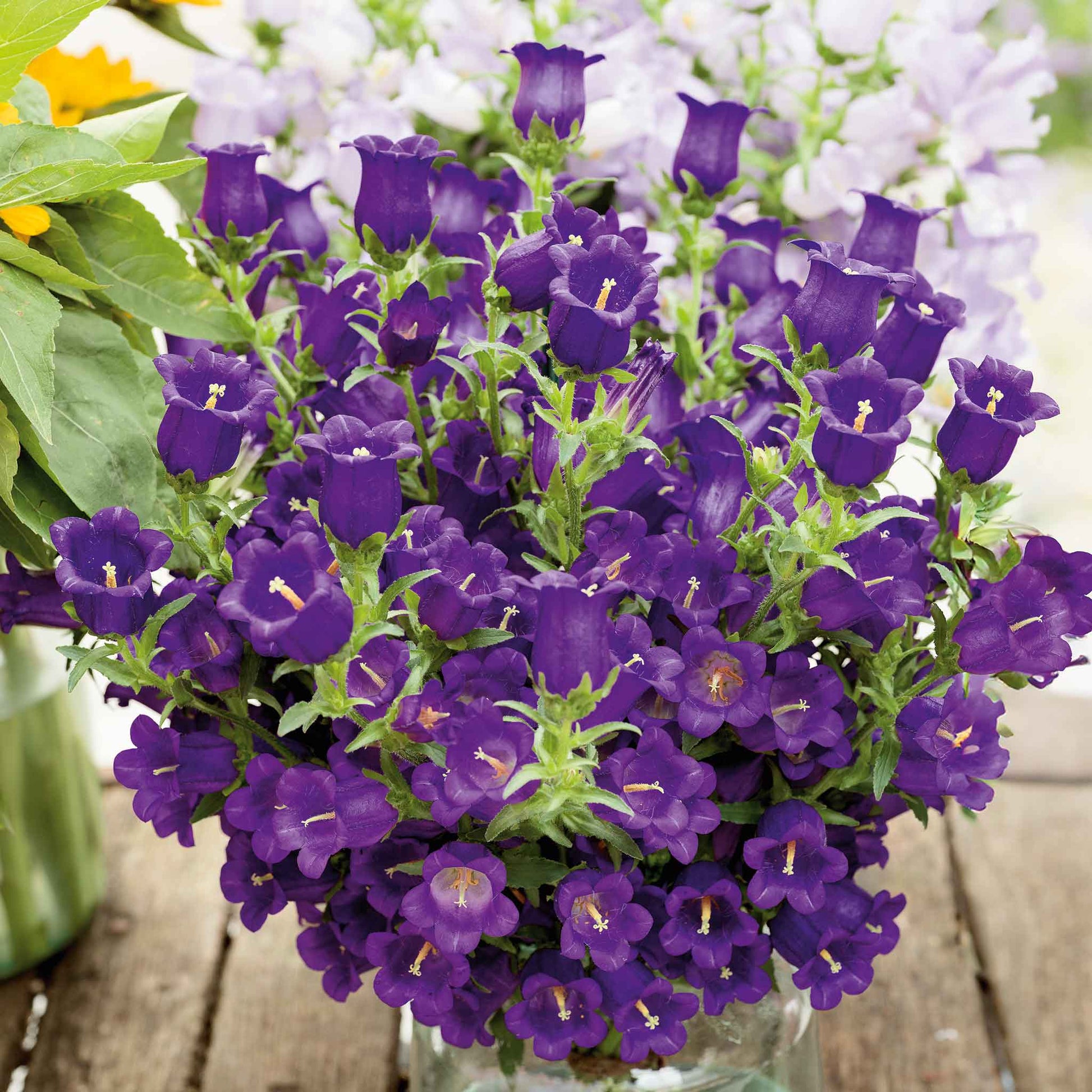 planting canterbury bells seeds Bulk Canterbury Bells Seeds - Mixed