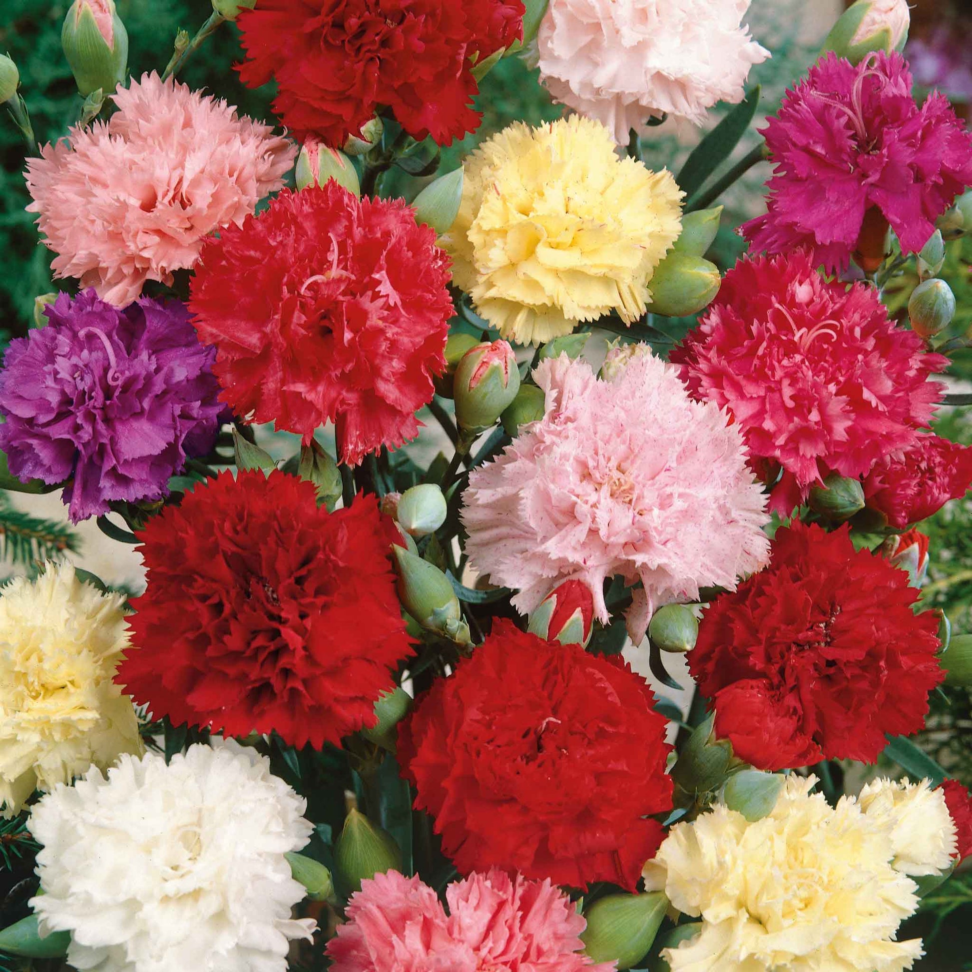 carnation seed to flower time Bulk Carnation Seeds