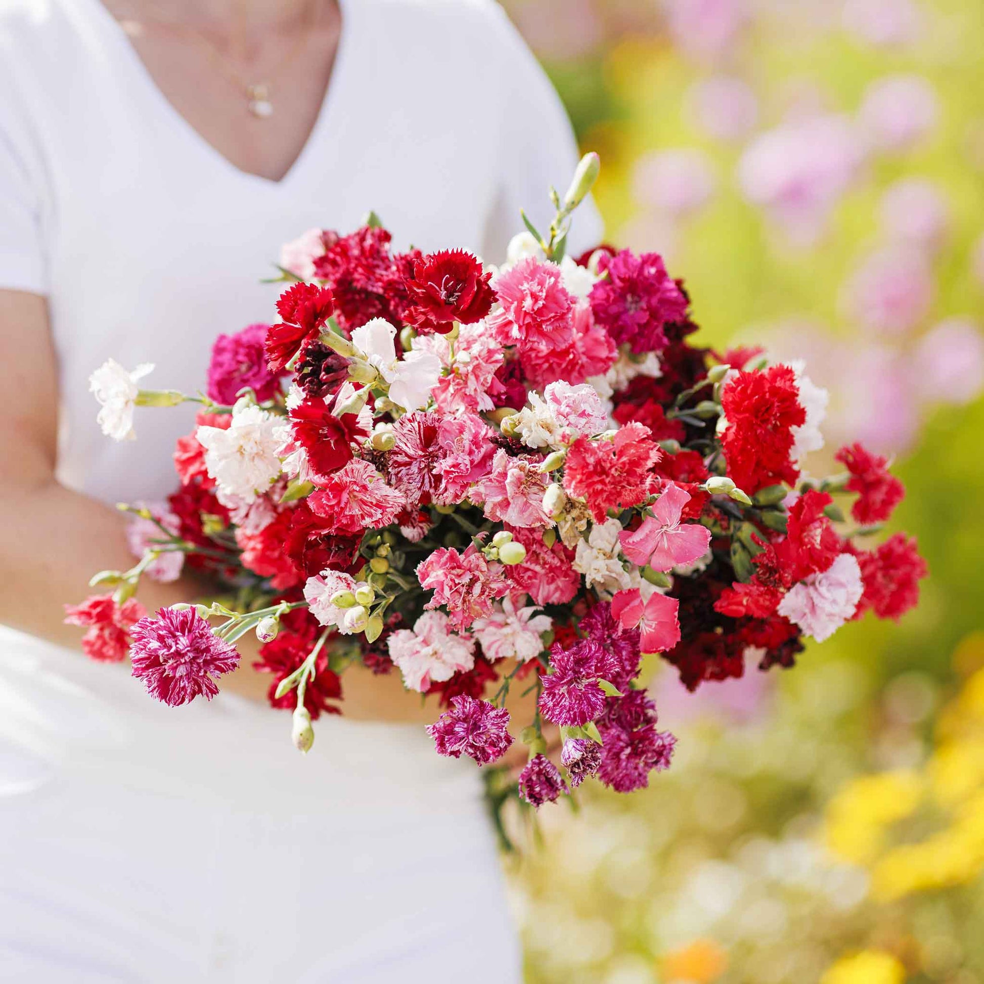 plant carnation seeds Bulk Carnation Seeds