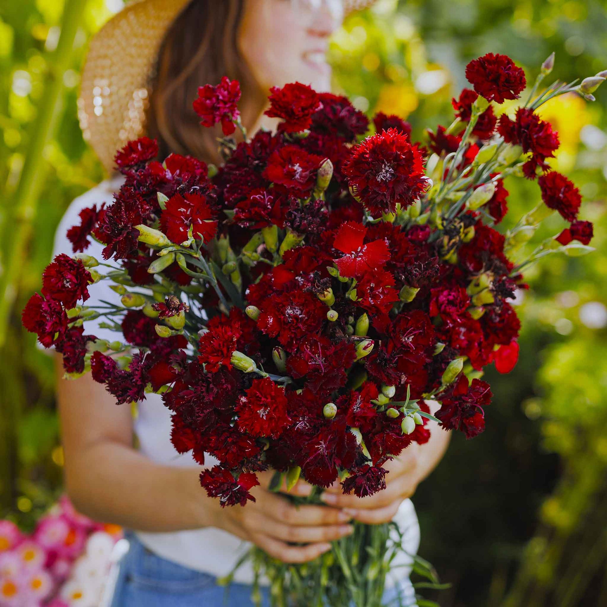 carnation plant seeds Bulk Carnation Seeds