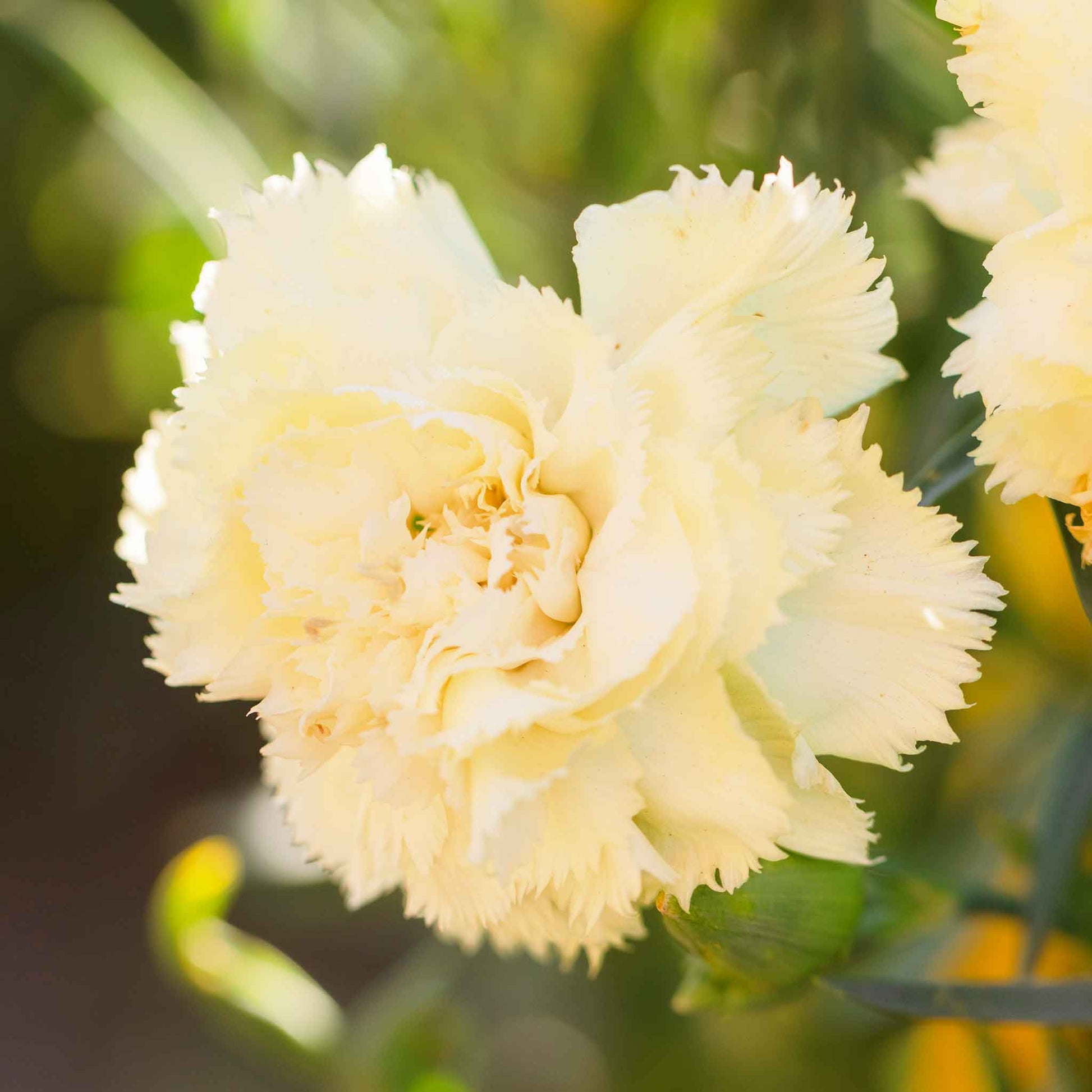 carnation plant seeds Bulk Carnation Seeds
