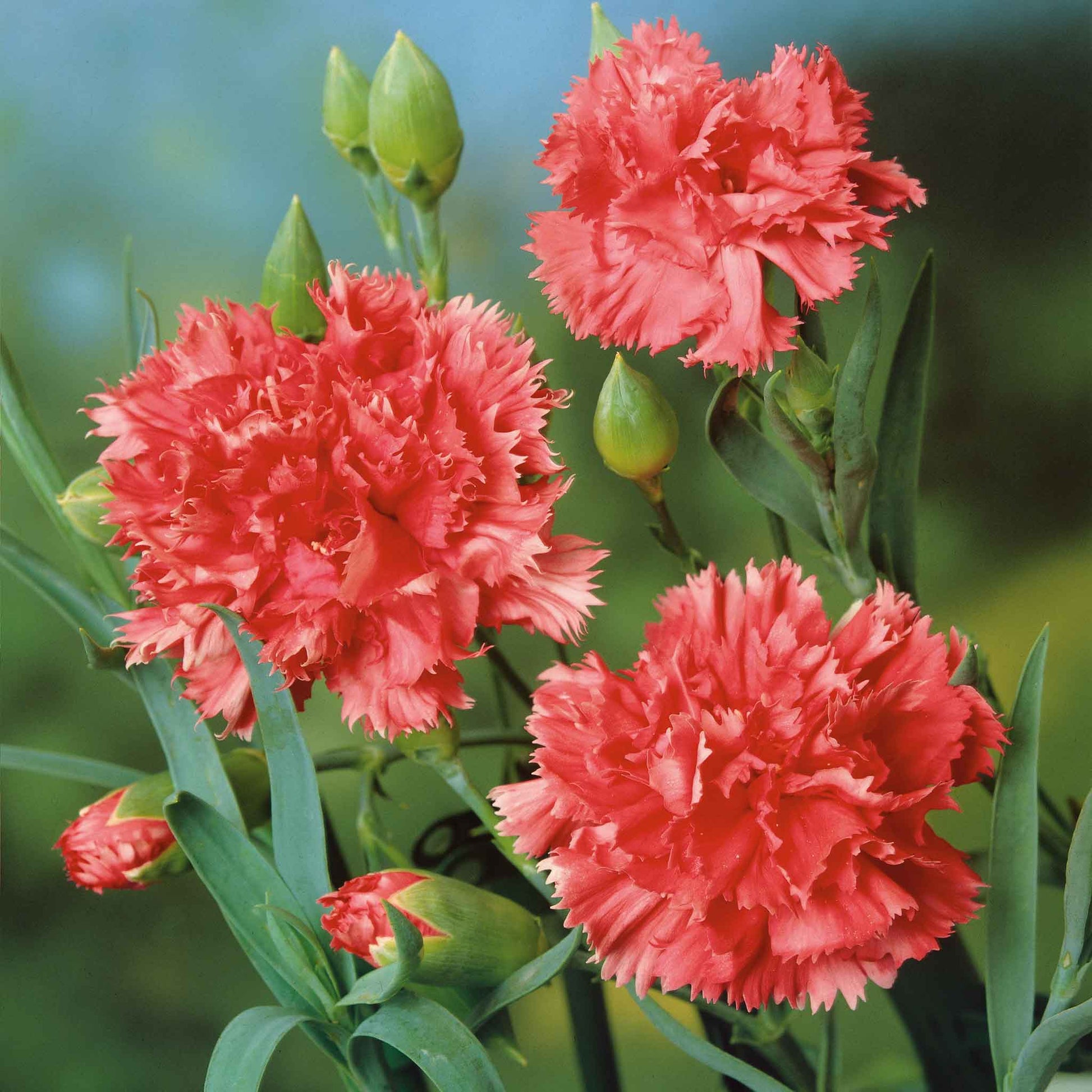 carnation flower seeds for sale Bulk Carnation Seeds