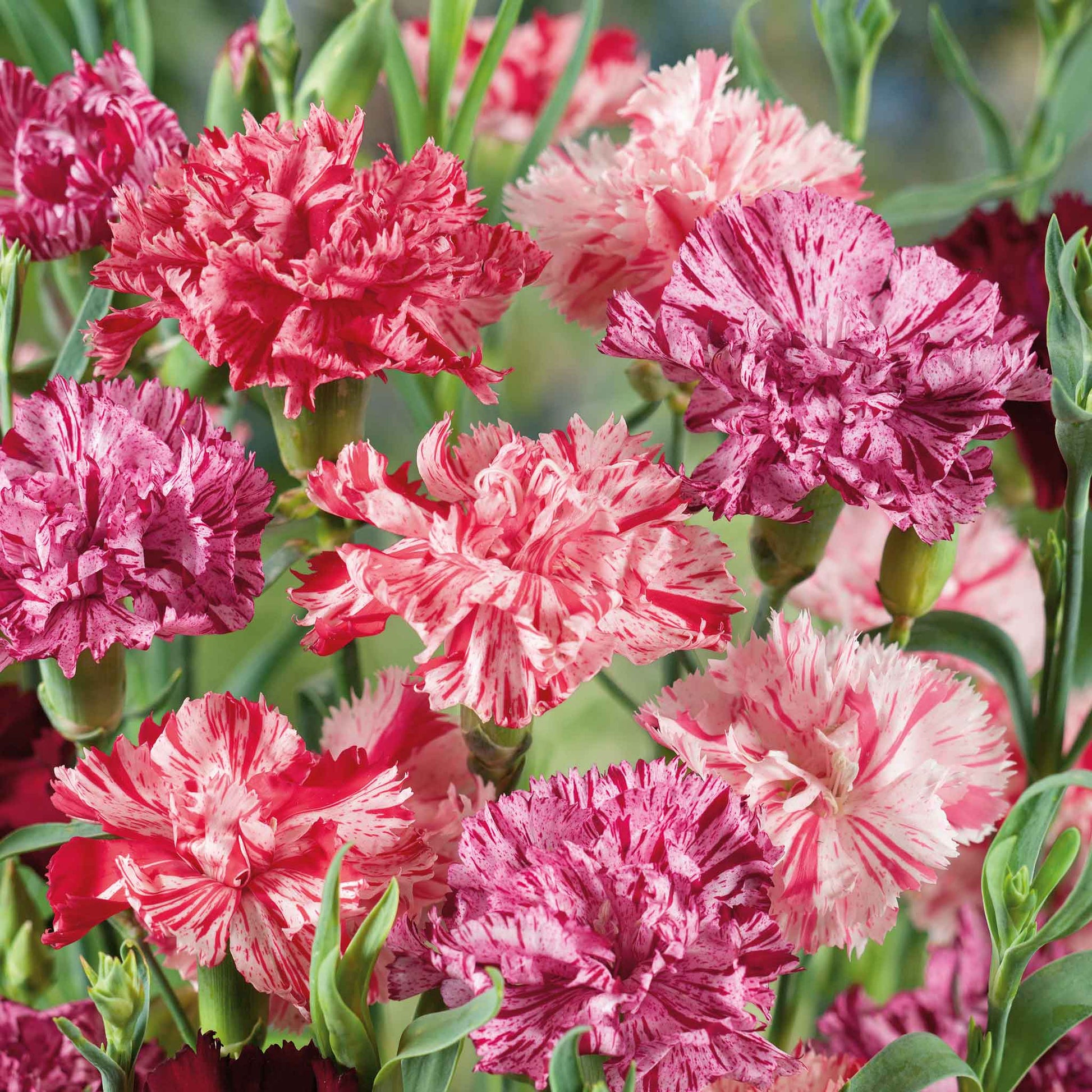 carnation cut flower seeds Bulk Carnation Seeds