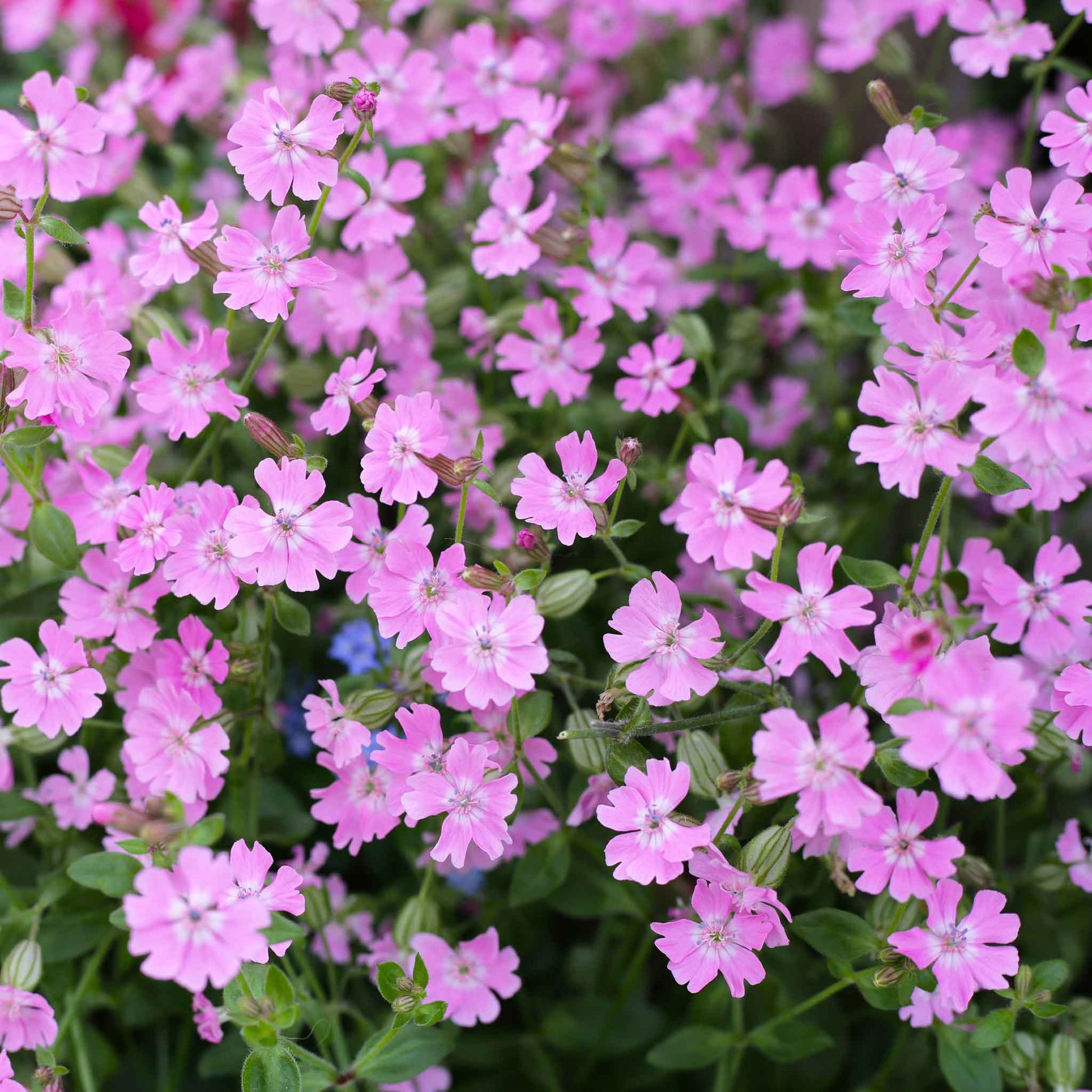 catchfly flower seeds Bulk Nodding Catchfly Seeds Packet