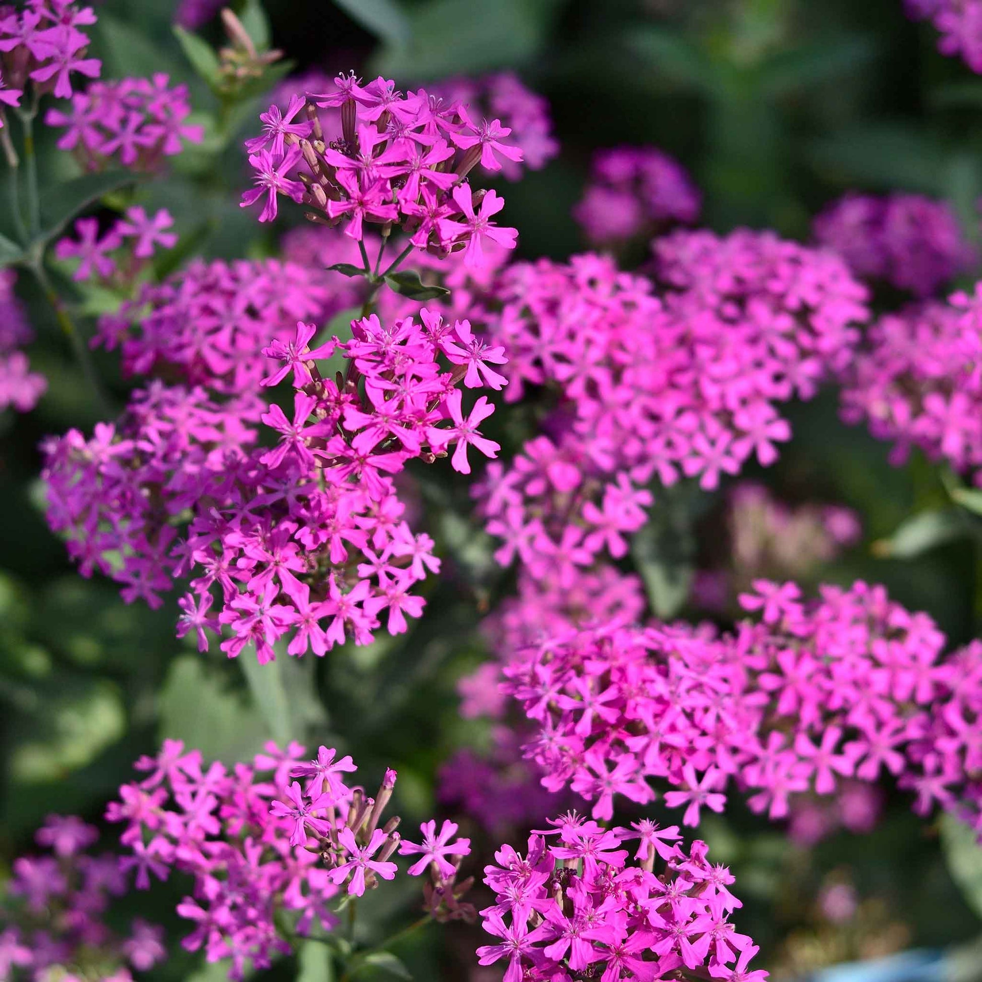 catchfly flower seeds Bulk Catchfly Seeds 1 Ounce