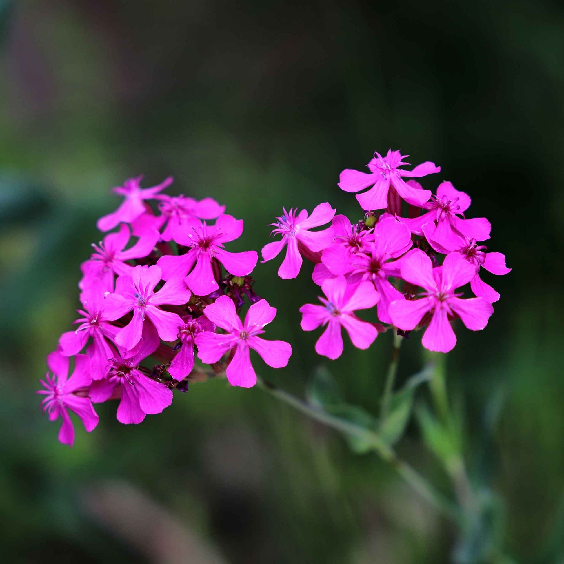 catchfly flower seeds Bulk Catchfly Seeds 1 Ounce