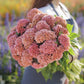 celosia act pink