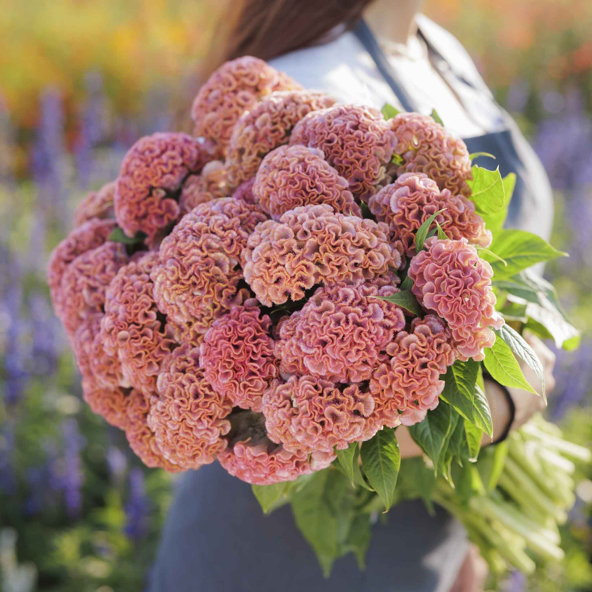 celosia act pink