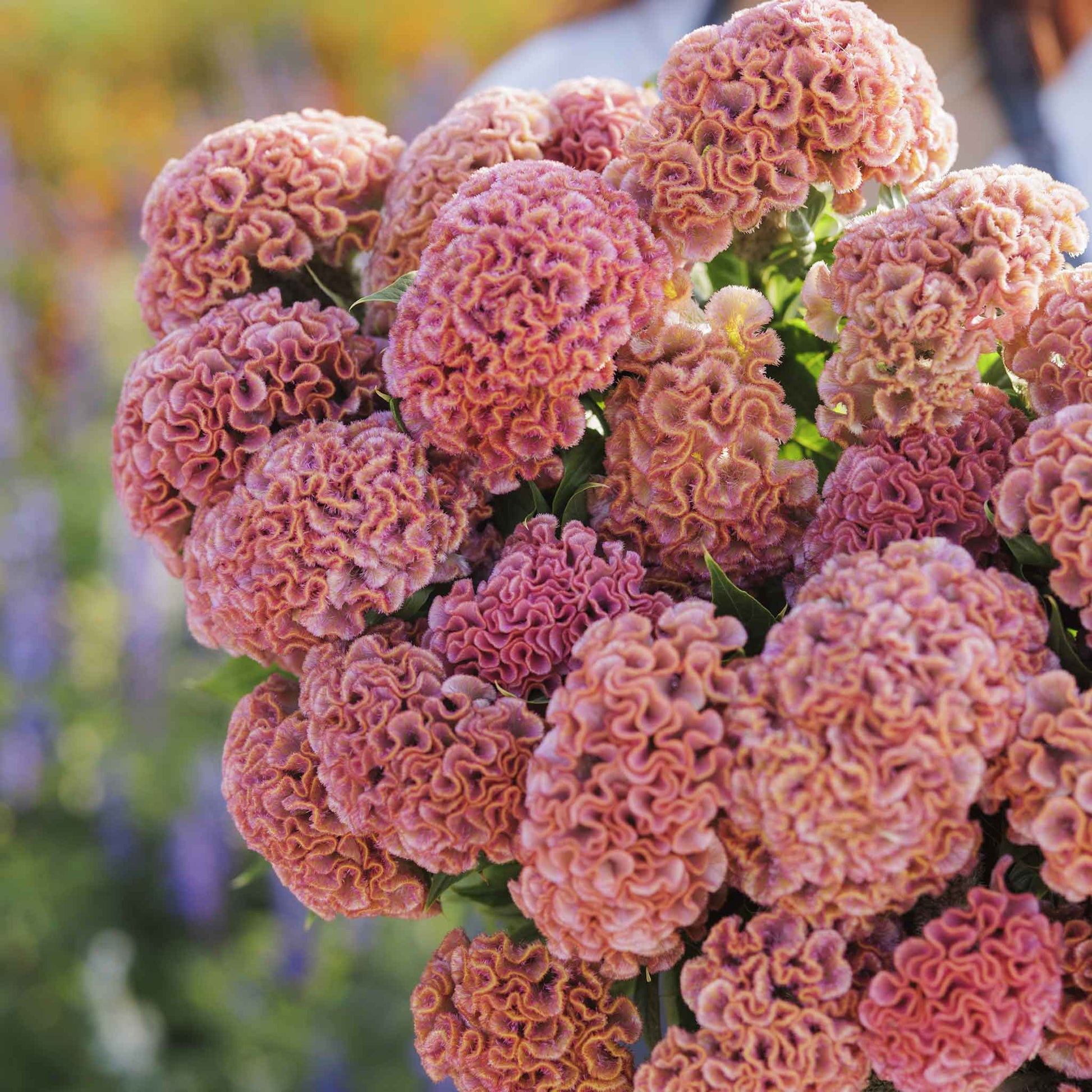 celosia act pink