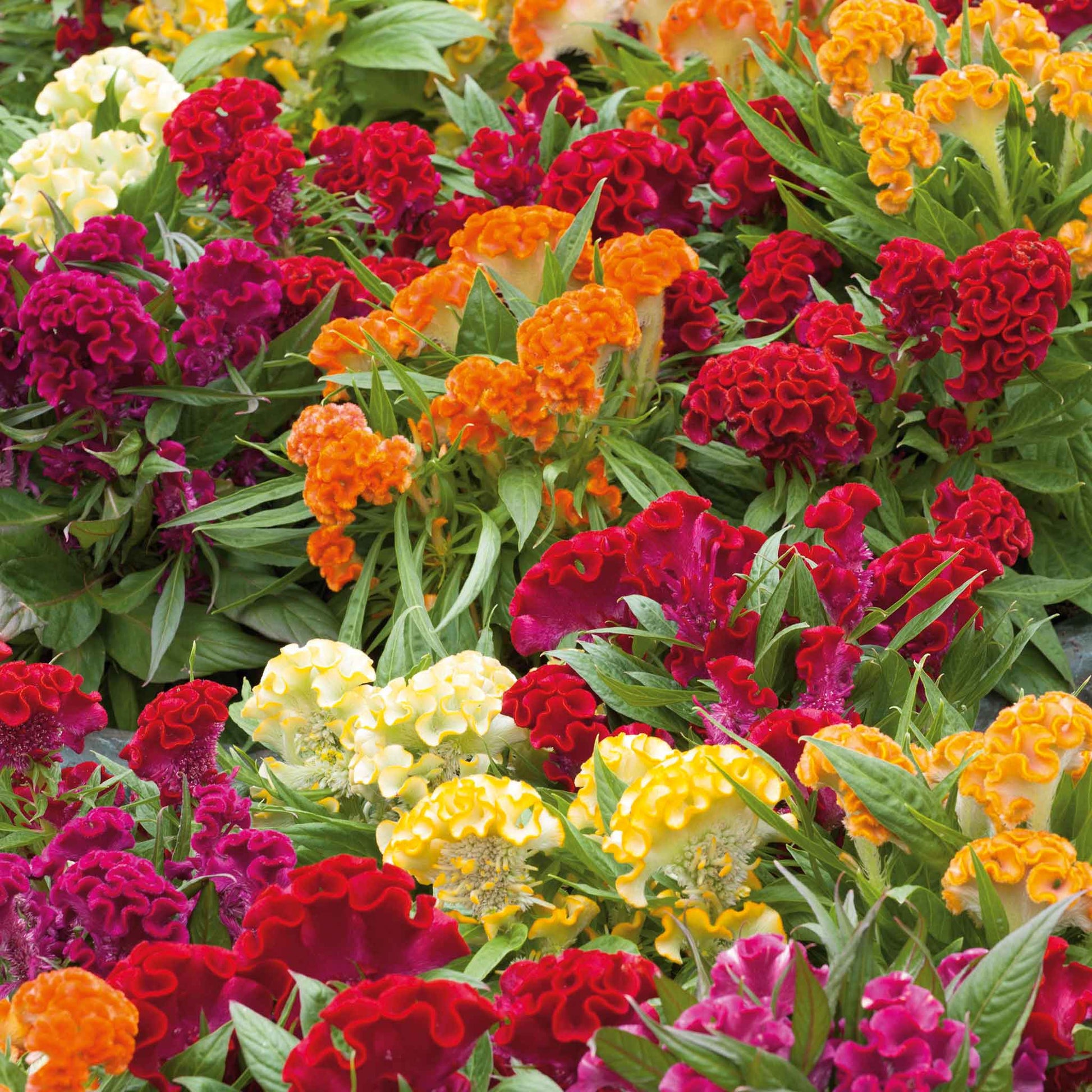 celosia seeds planting Bulk Celosia Seeds