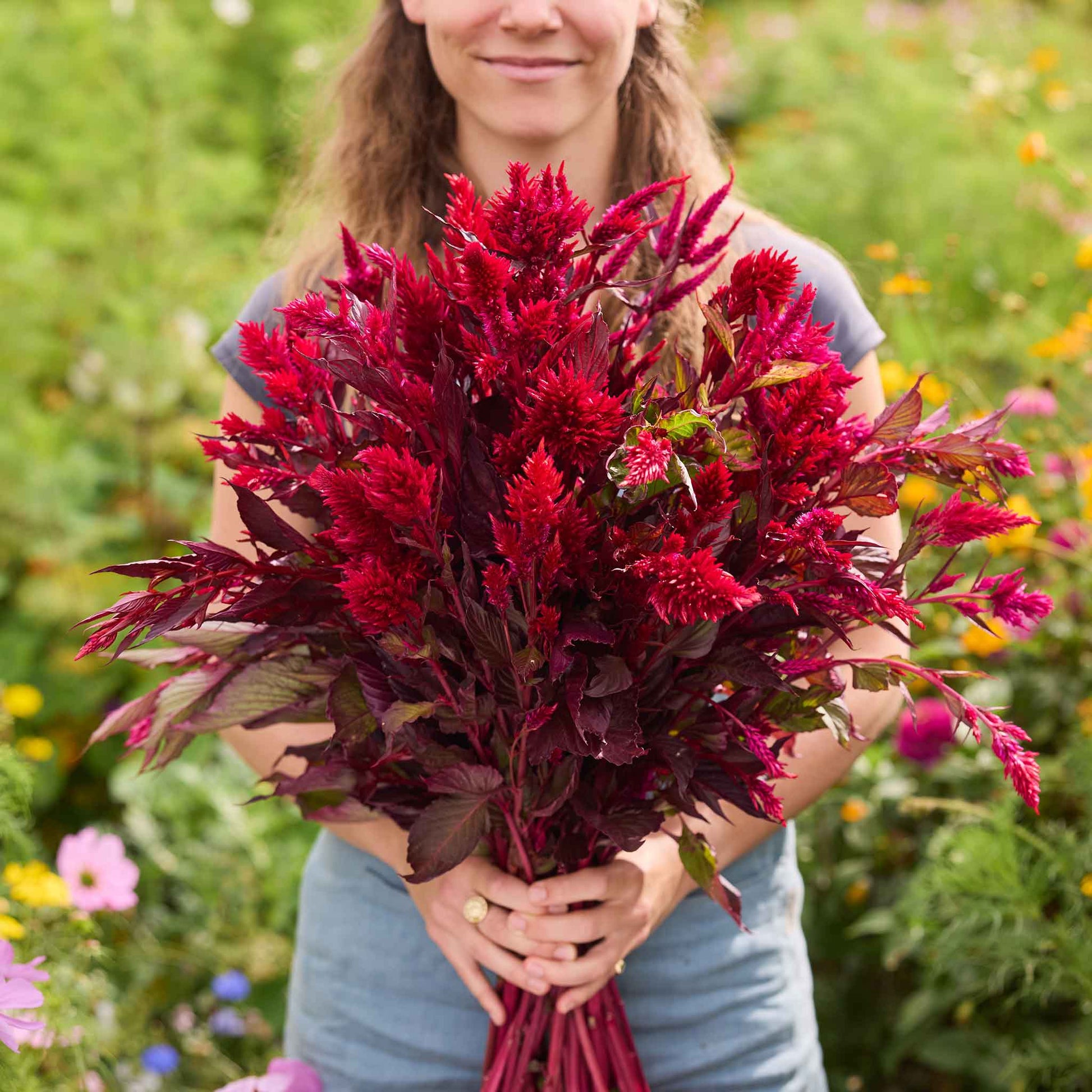 celosia seed planting Bulk Celosia Seeds