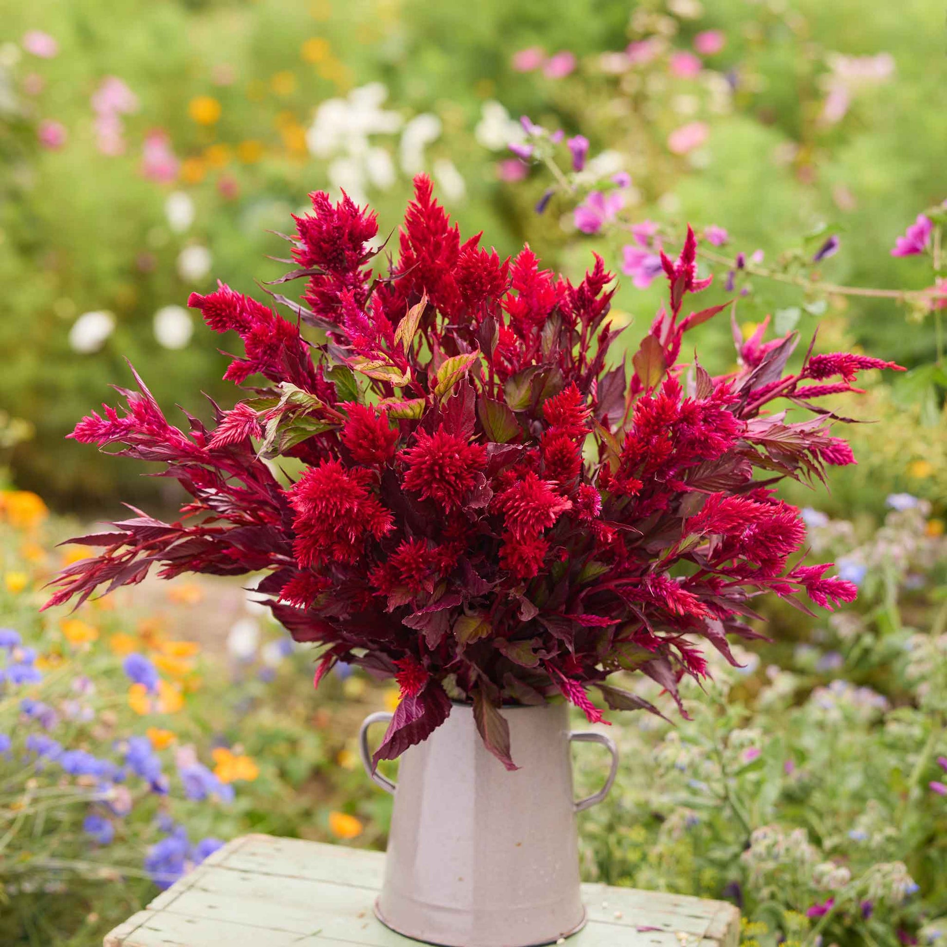 fire flower seeds Bulk Celosia Seeds - Forest Fire