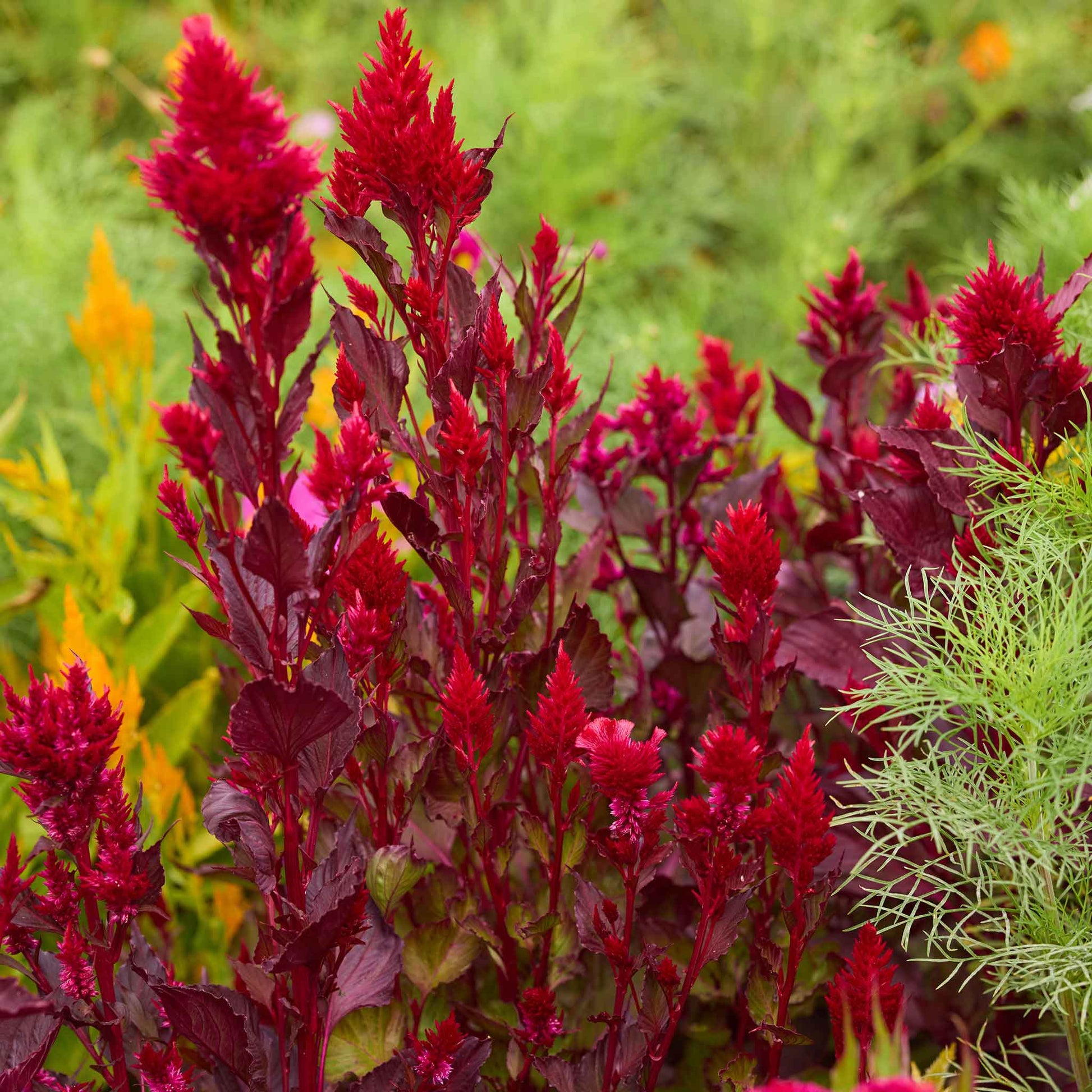 celosia seed planting depth Bulk Celosia Seeds
