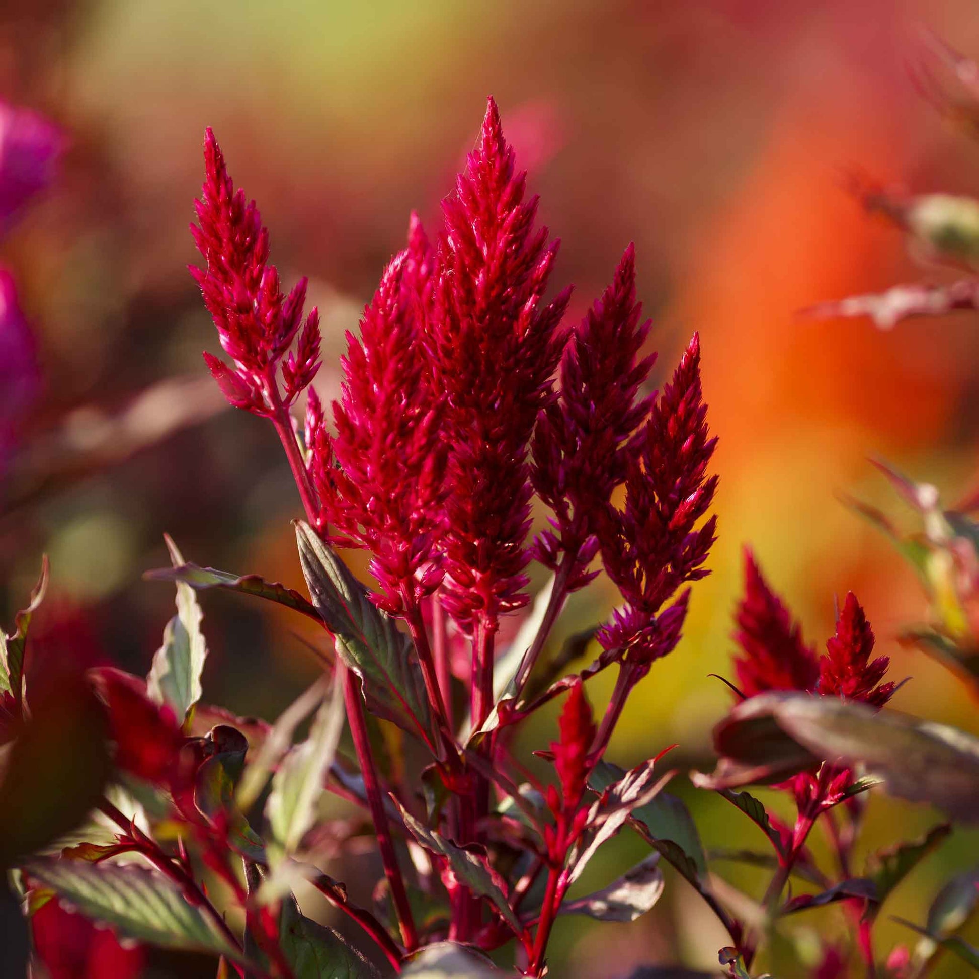 Bulk Celosia Seeds - Forest Fire