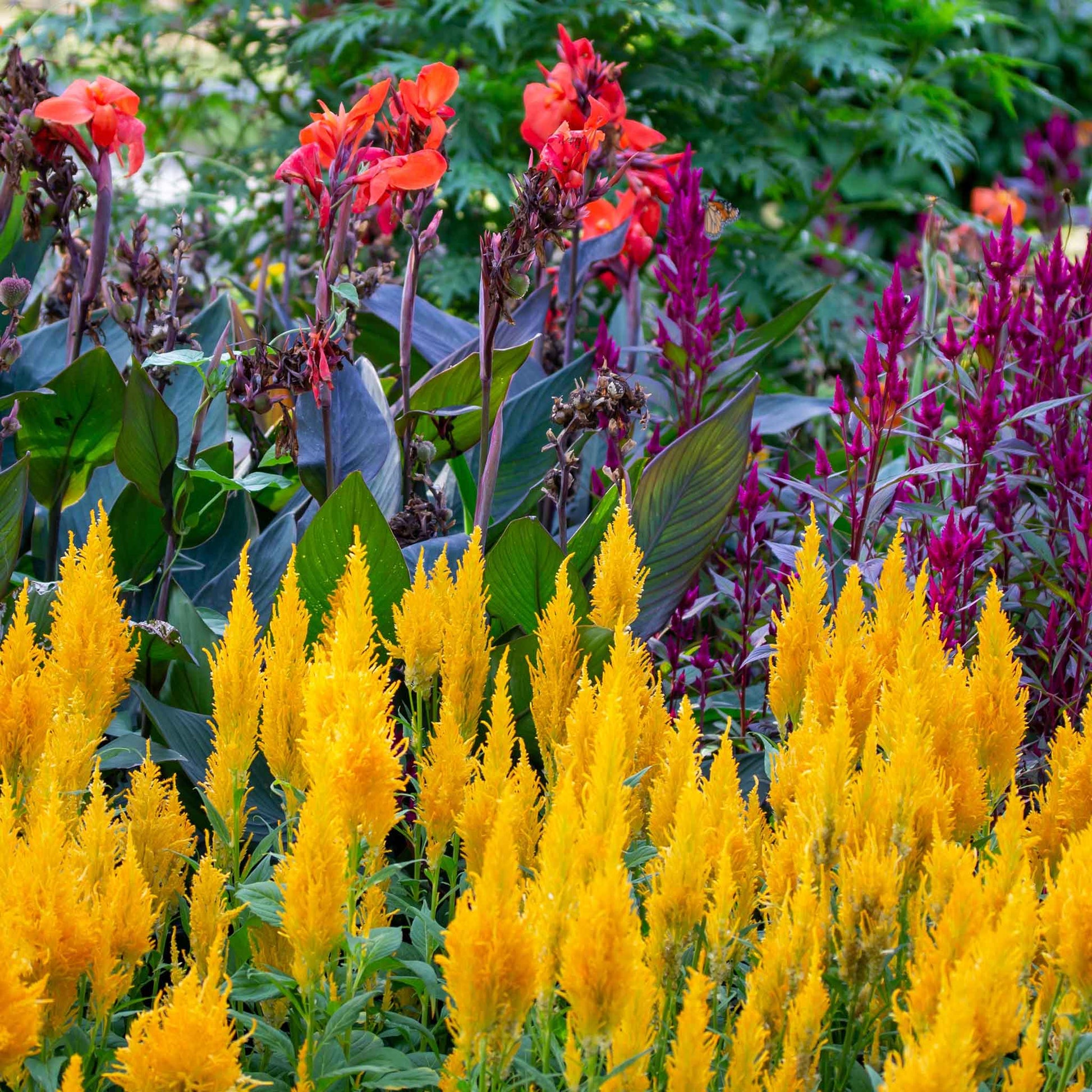 garden ablaze seeds Bulk Celosia Seeds