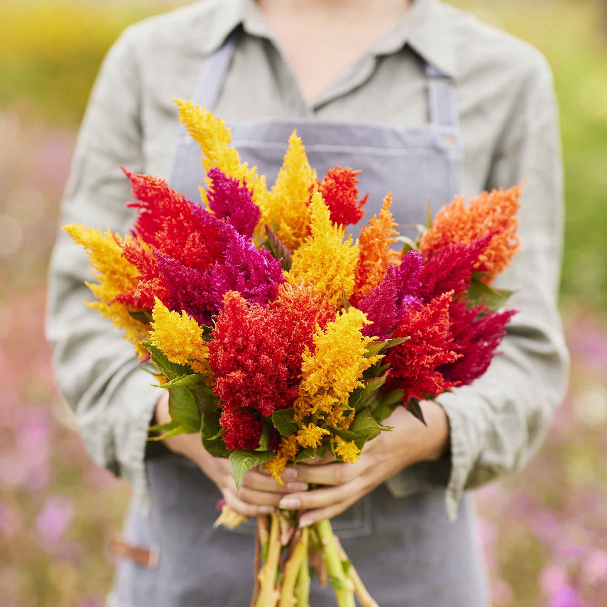 Bulk Celosia Seeds - Mixed Pampas Plume | Bulk Wildflowers